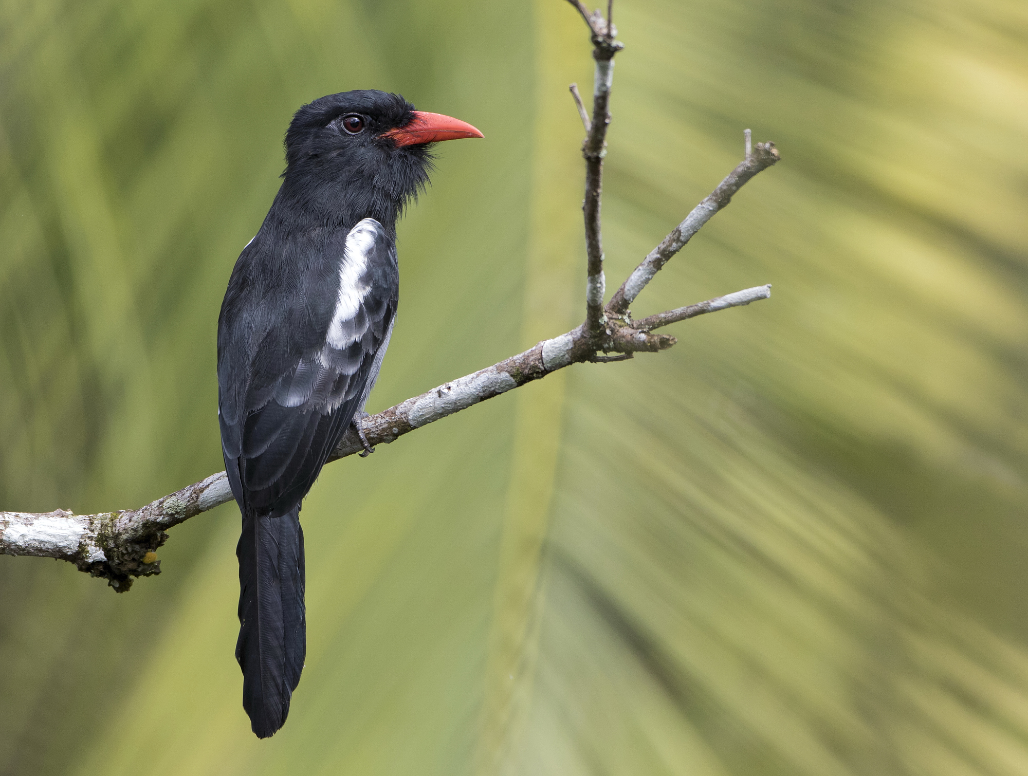 Black Nunbird (Monasa atra)