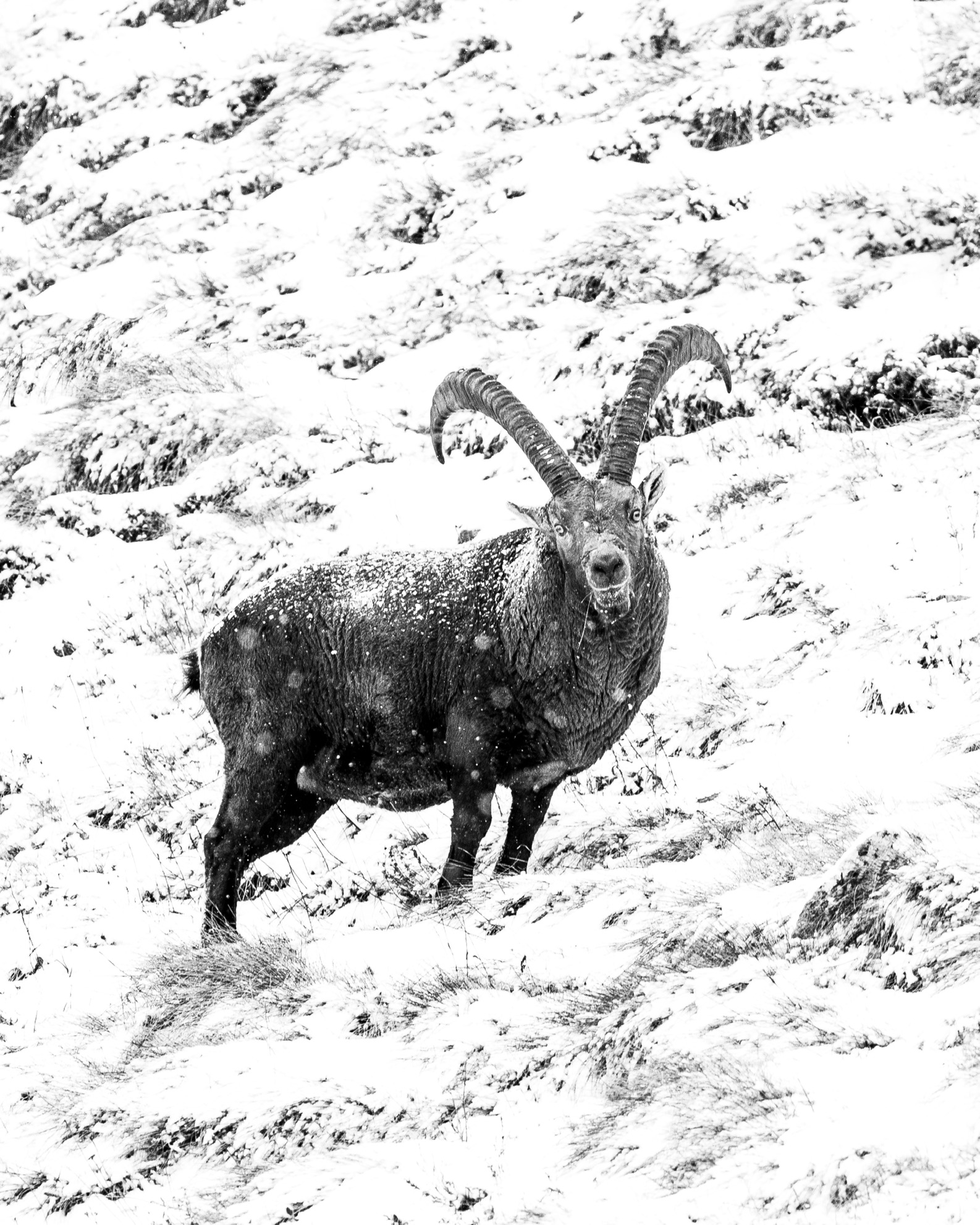 Il prezzo della libertà