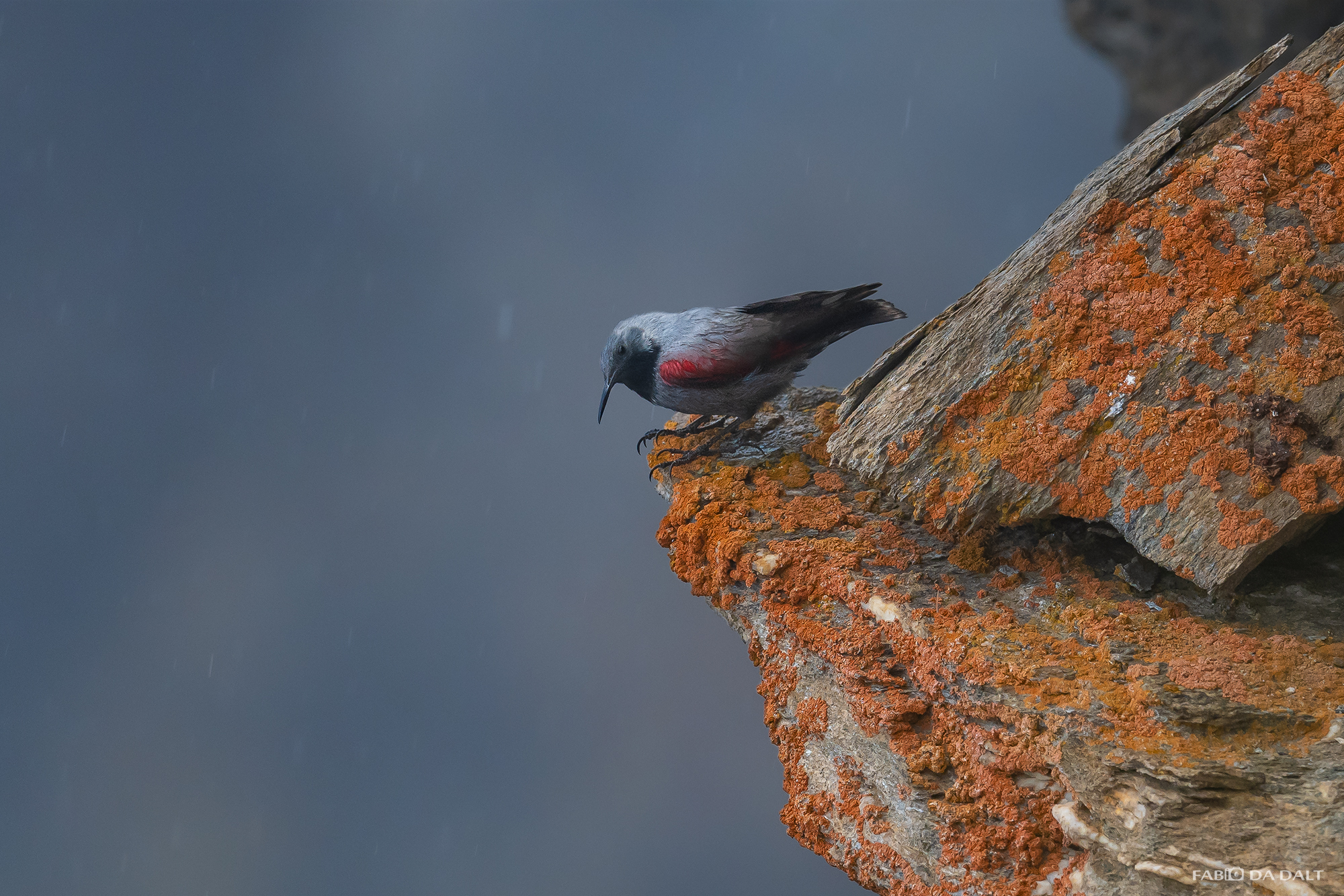 Wallcreeper