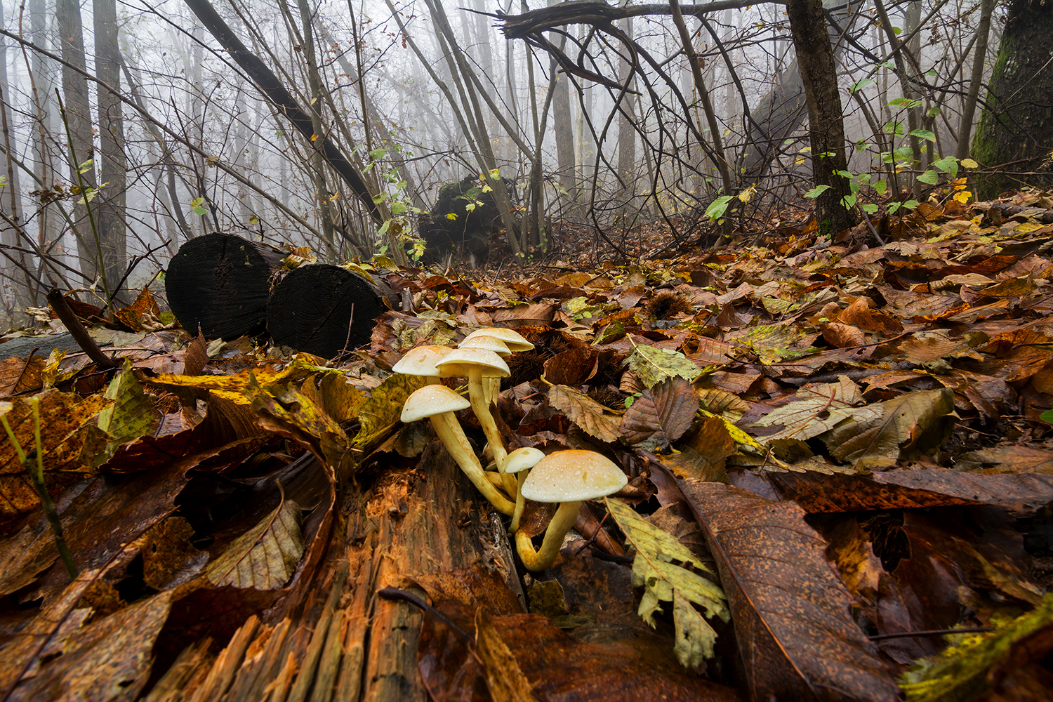 In the center of the Forest