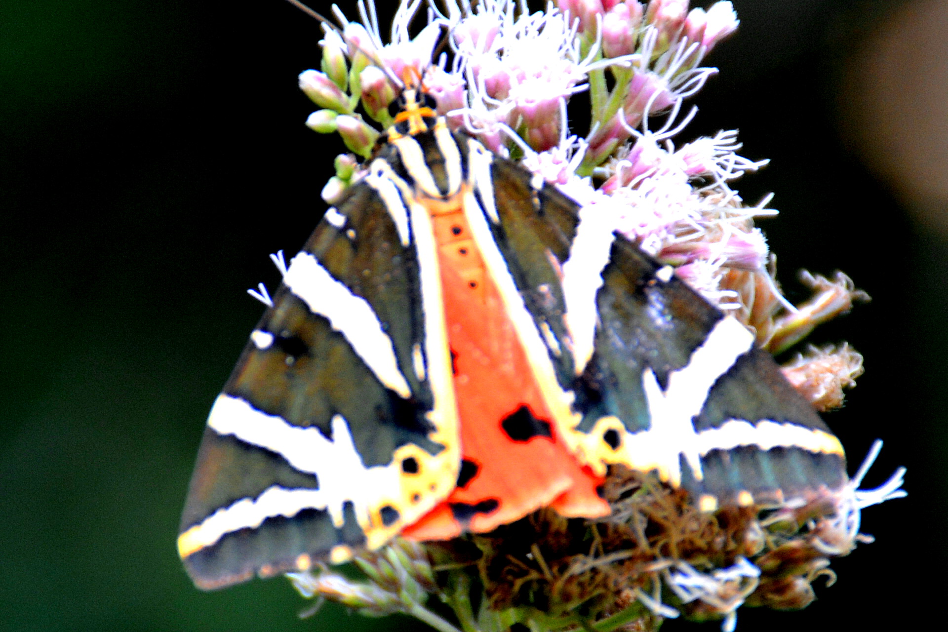 euplagia quadripunctuaria poda