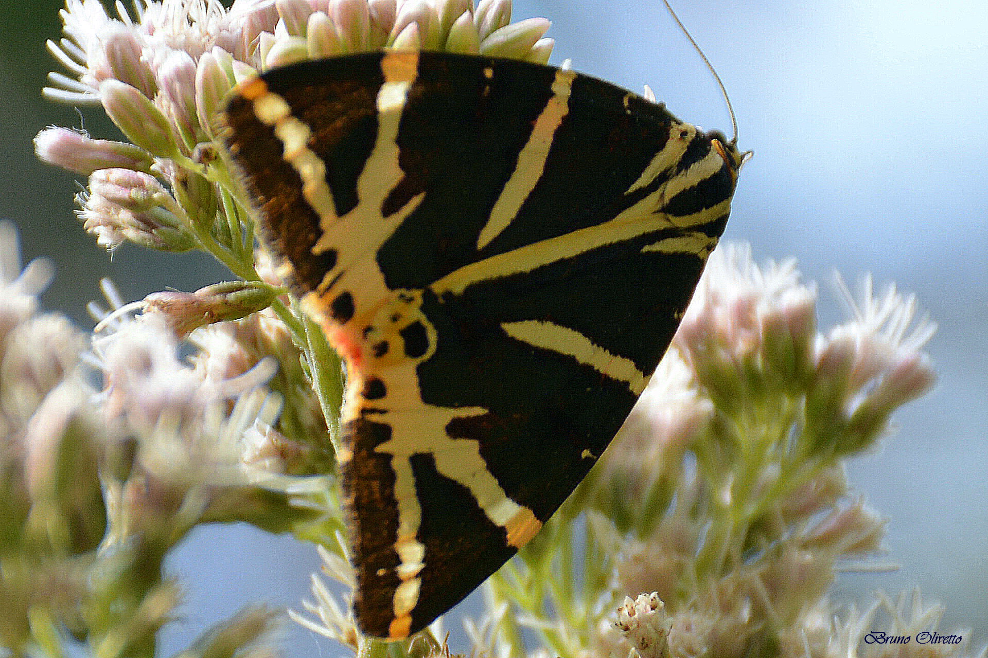 euplagia quadripunctuaria