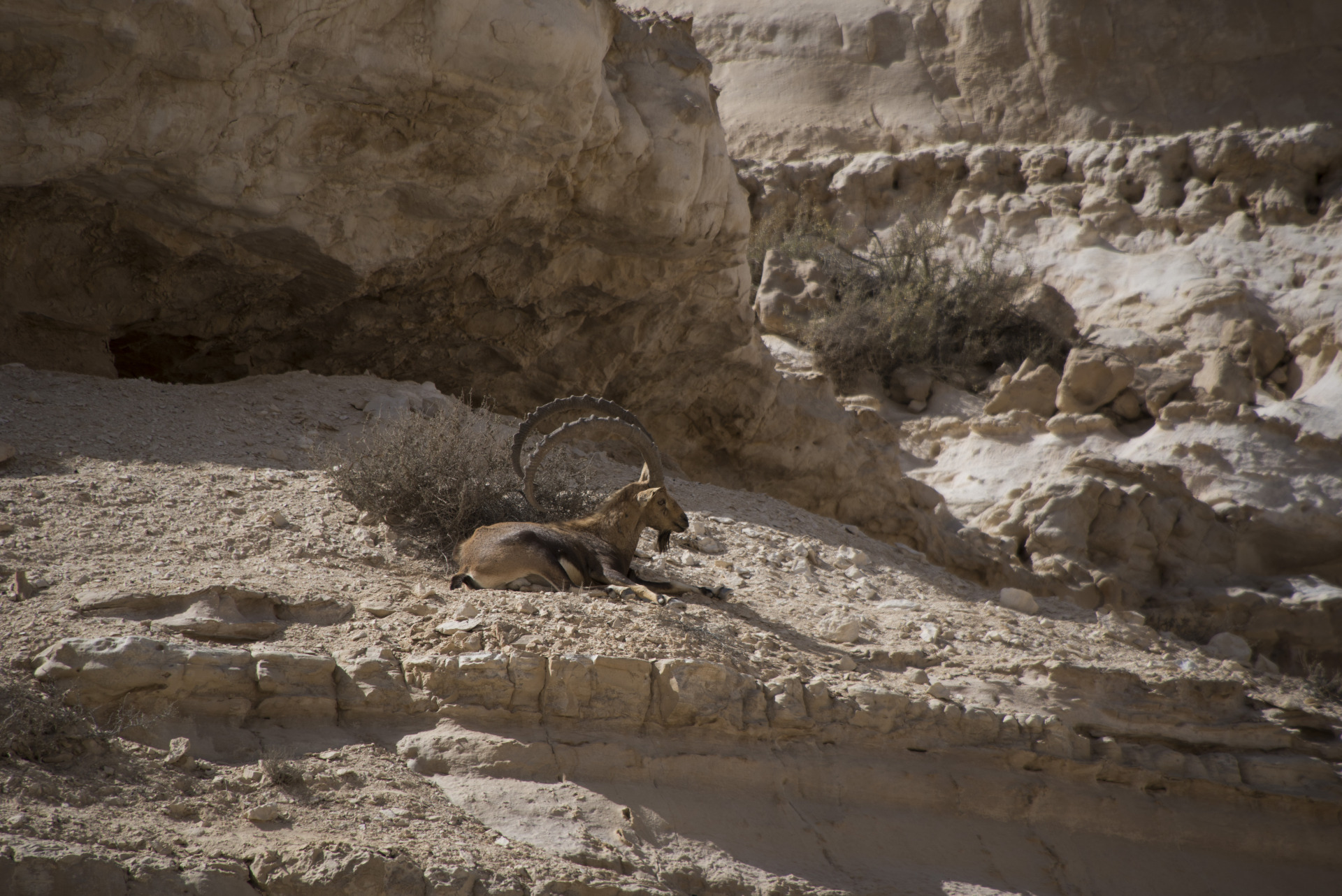 stambecco , nel deserto del Negev