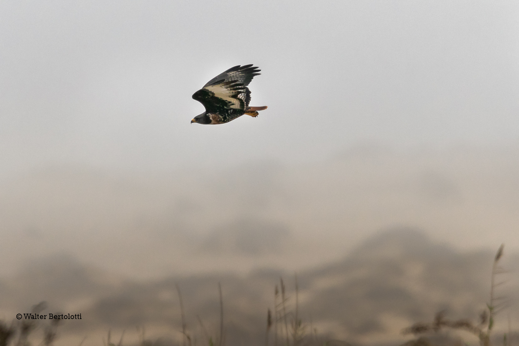 jackal buzzard (Buteo rufofuscus)