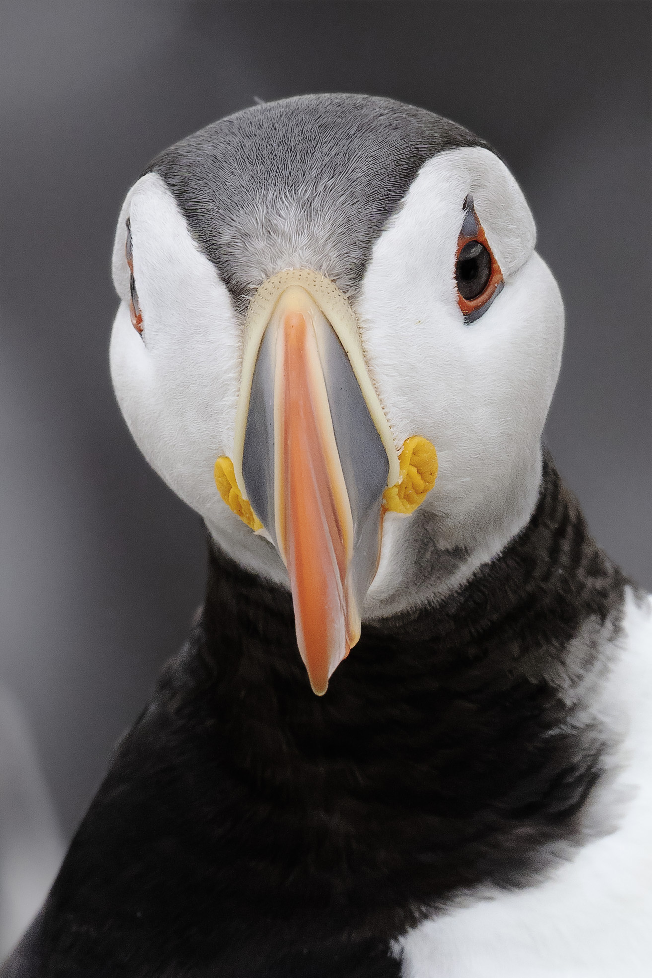 Puffin