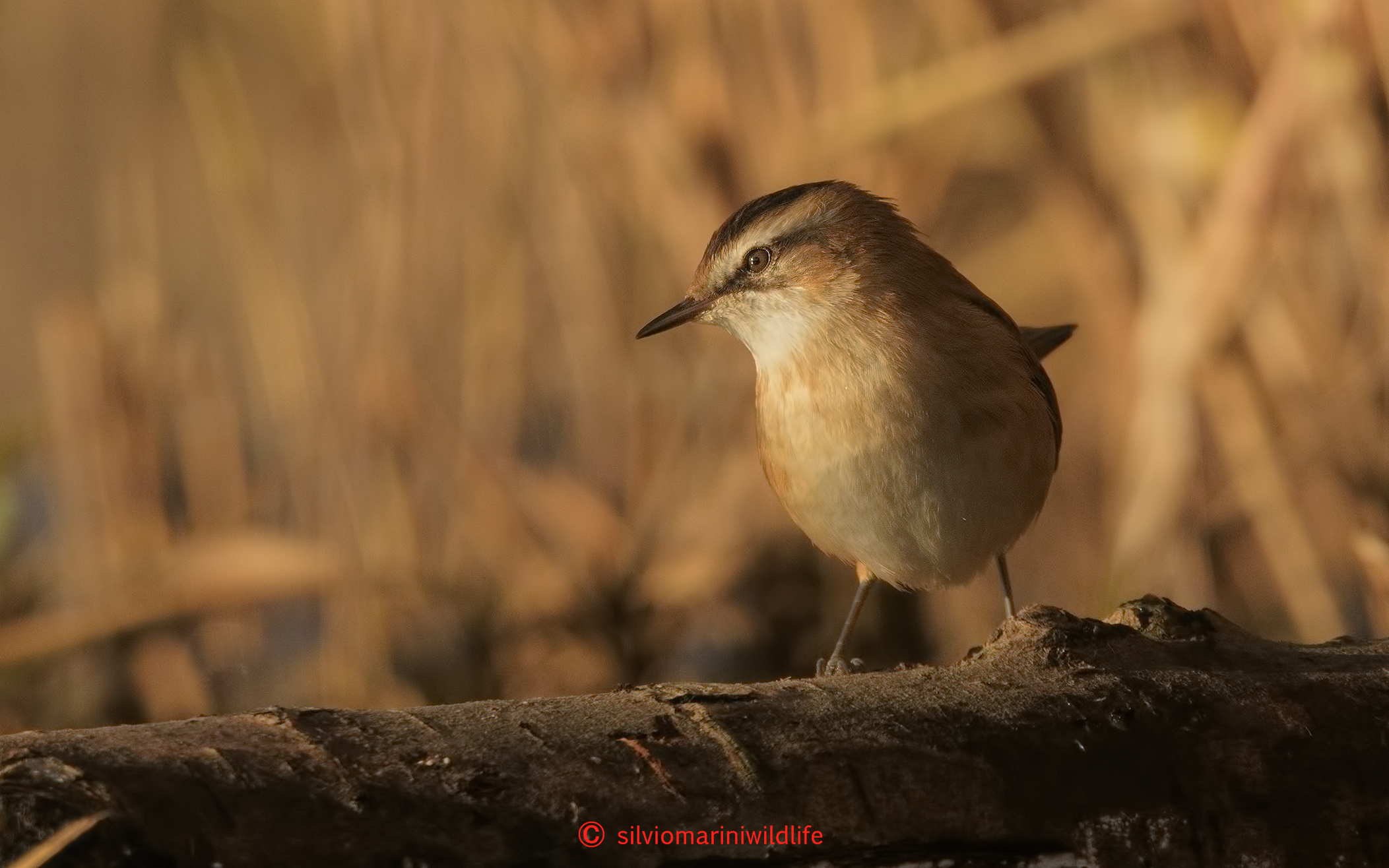 Forapagflie castagnolo