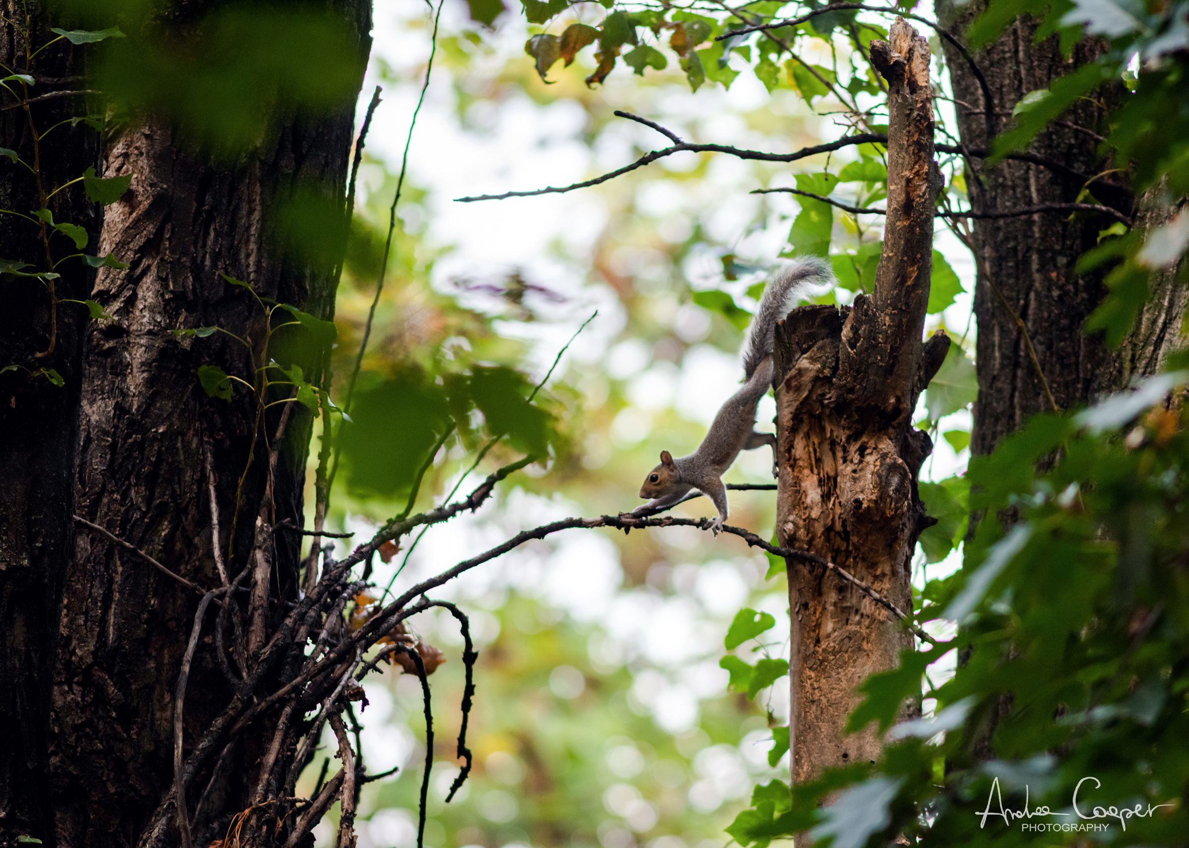 Gli animali del bosco