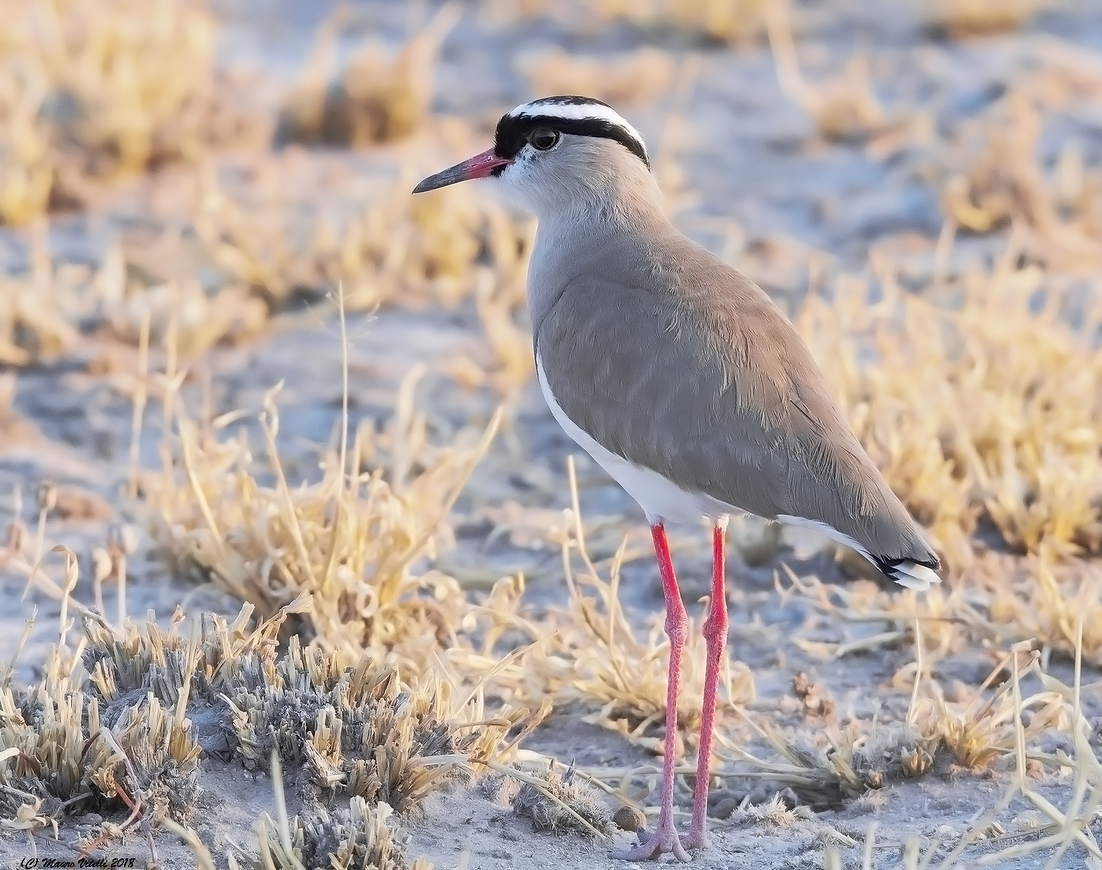 Vanellus coronatus (Kalahari Desert)