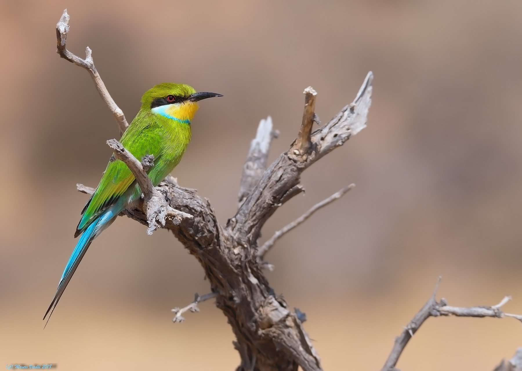 Swallow-tailed Bee-eater (Merops Hirundineus) Kalahari