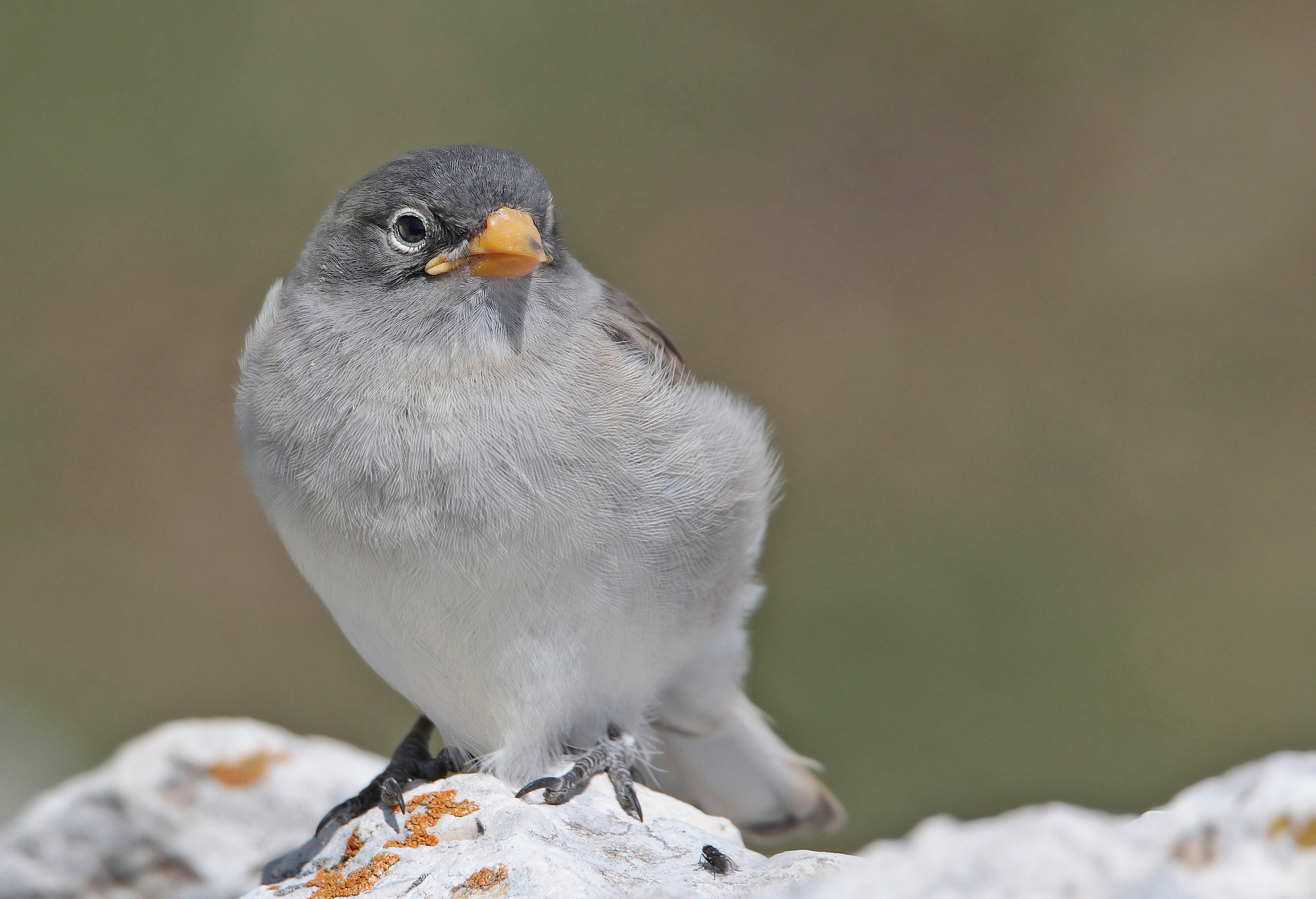 Young Alpine finches