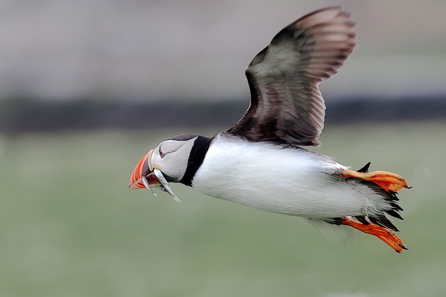 Puffin in volo con prede