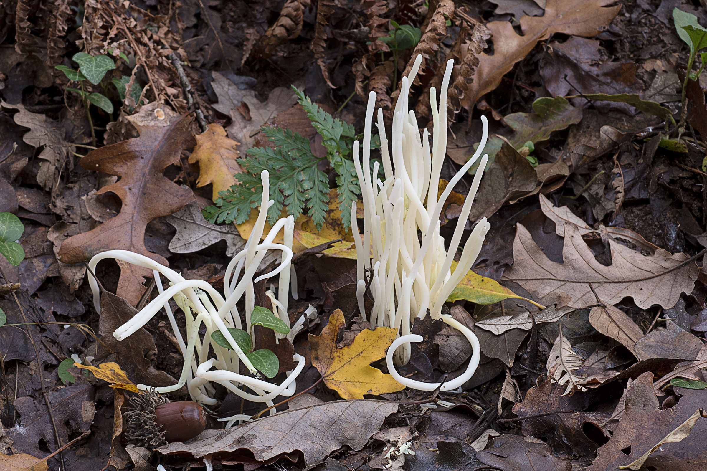Clavaria vermicularis