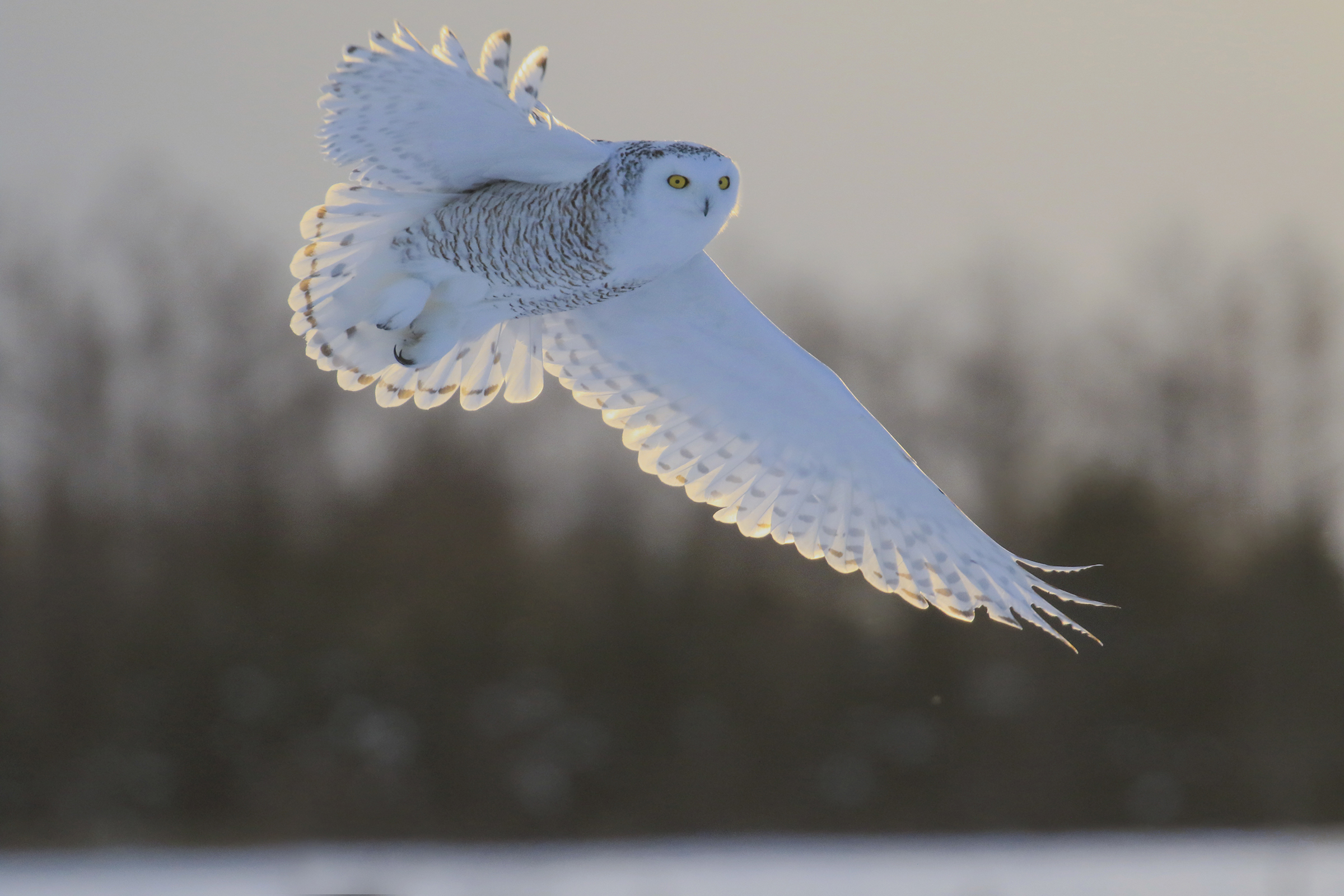 Snow Owl