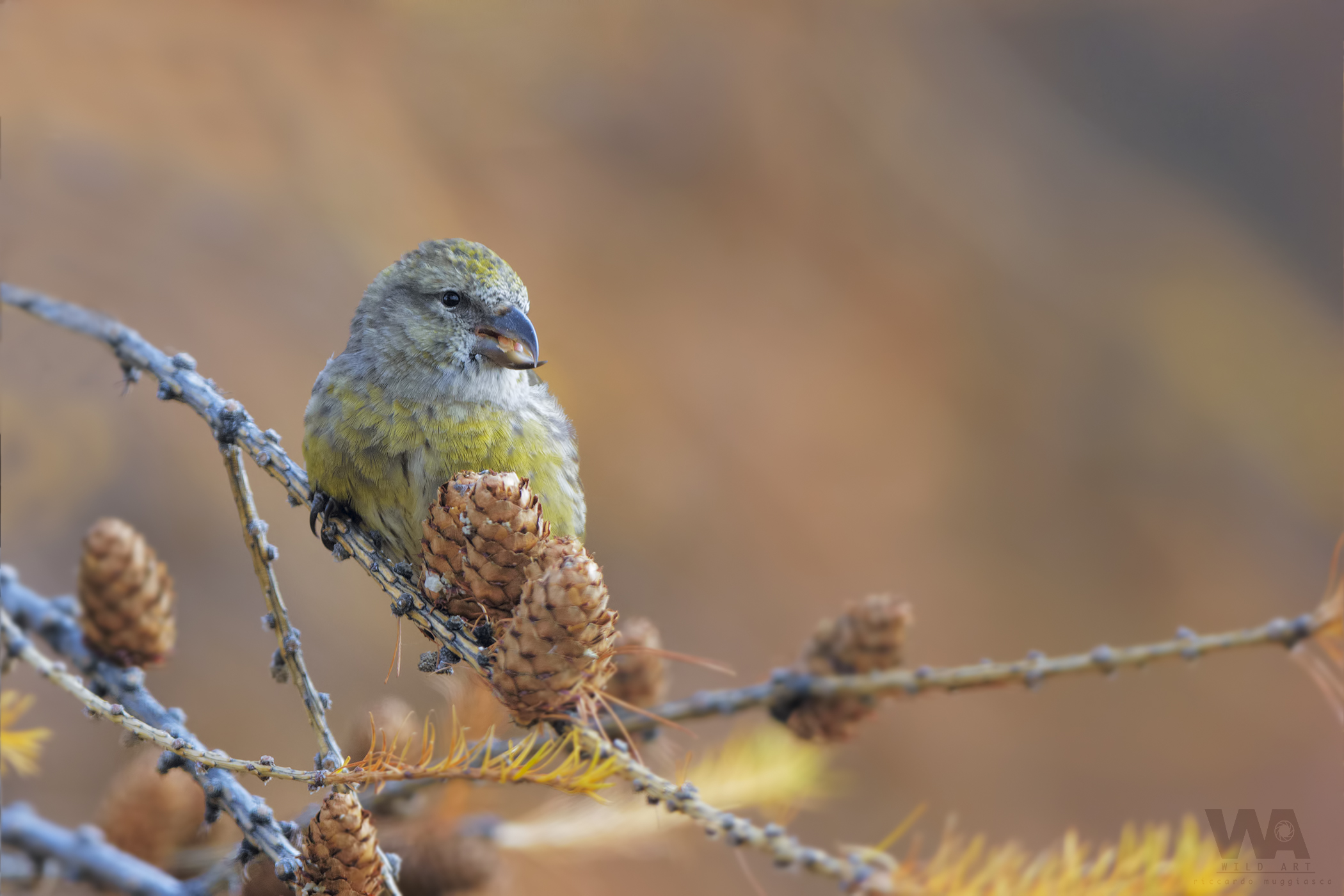Crociere tra i Larici