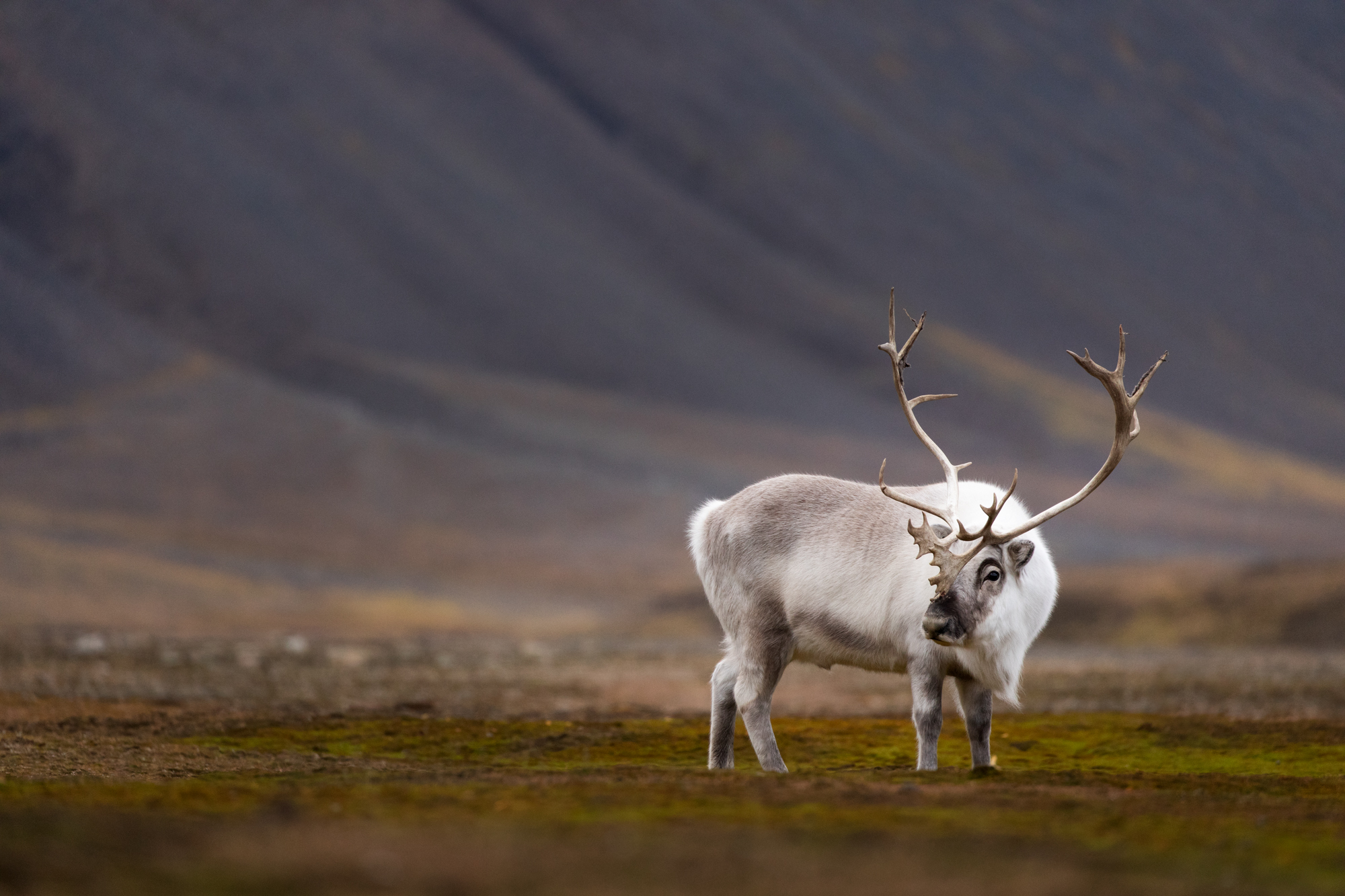 Svalbard reindeer guardian