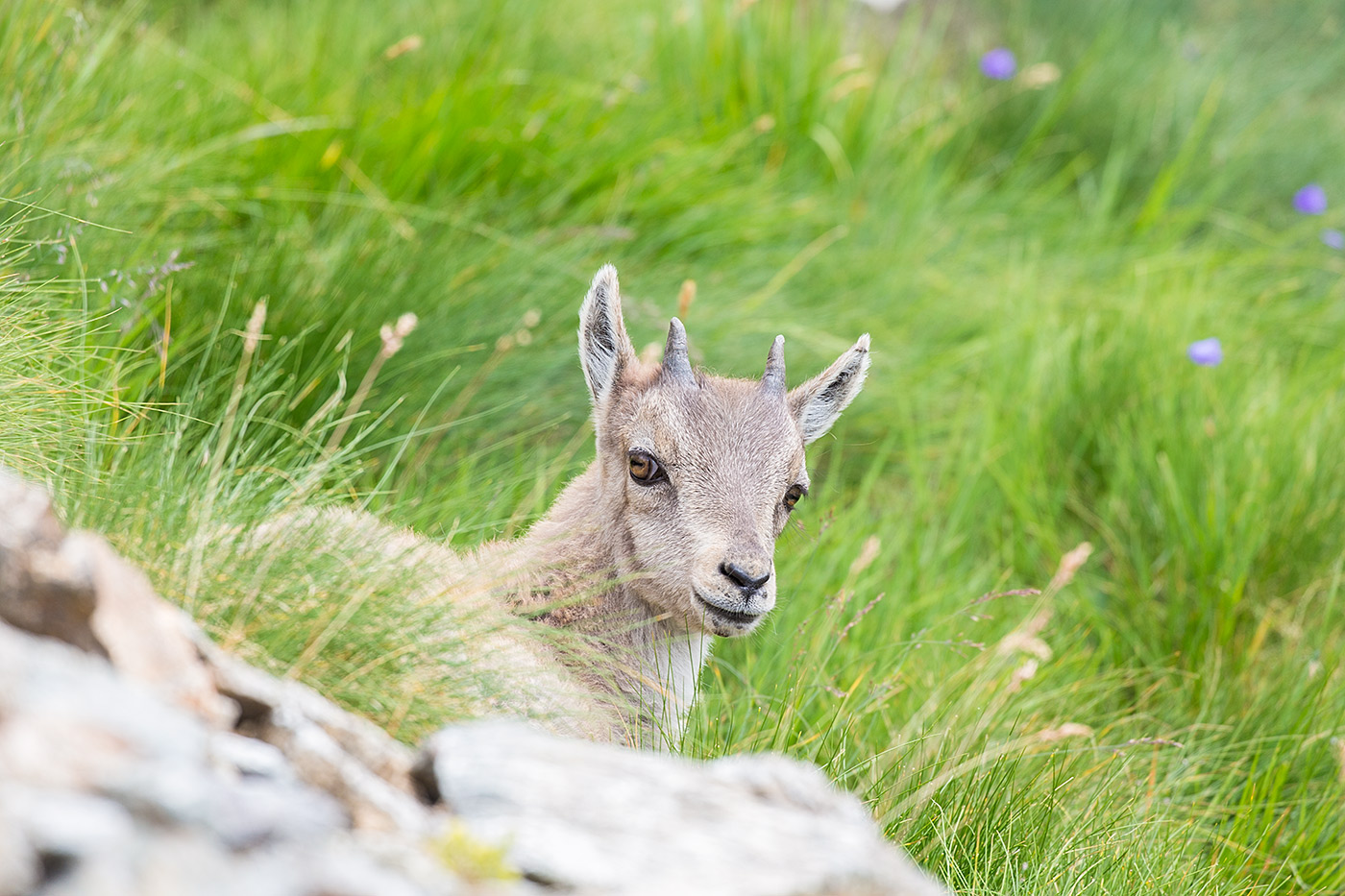 cucciolo di stambecco