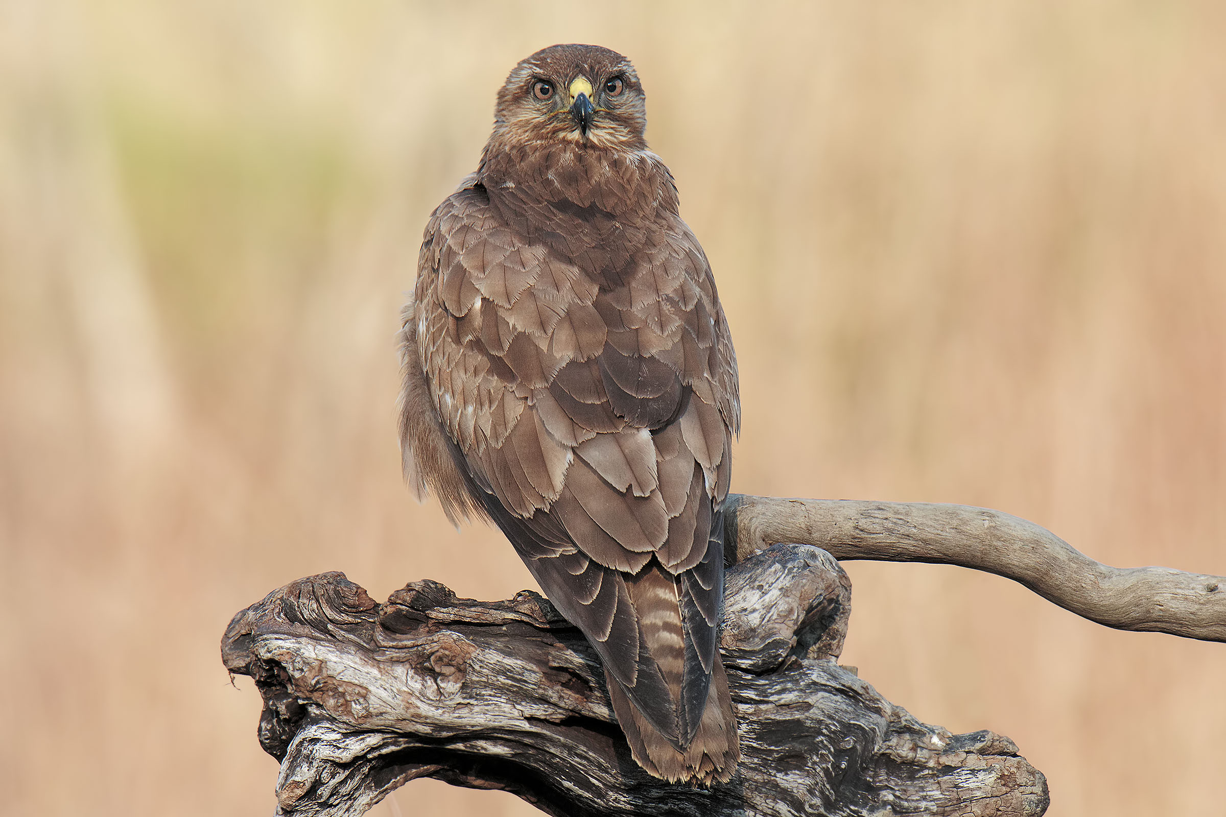 Freely taken from "The Exorcist"