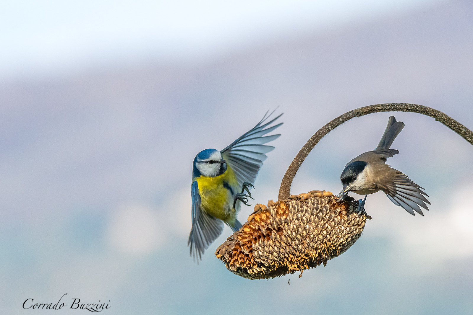 Cinciarella e Cinciallegra