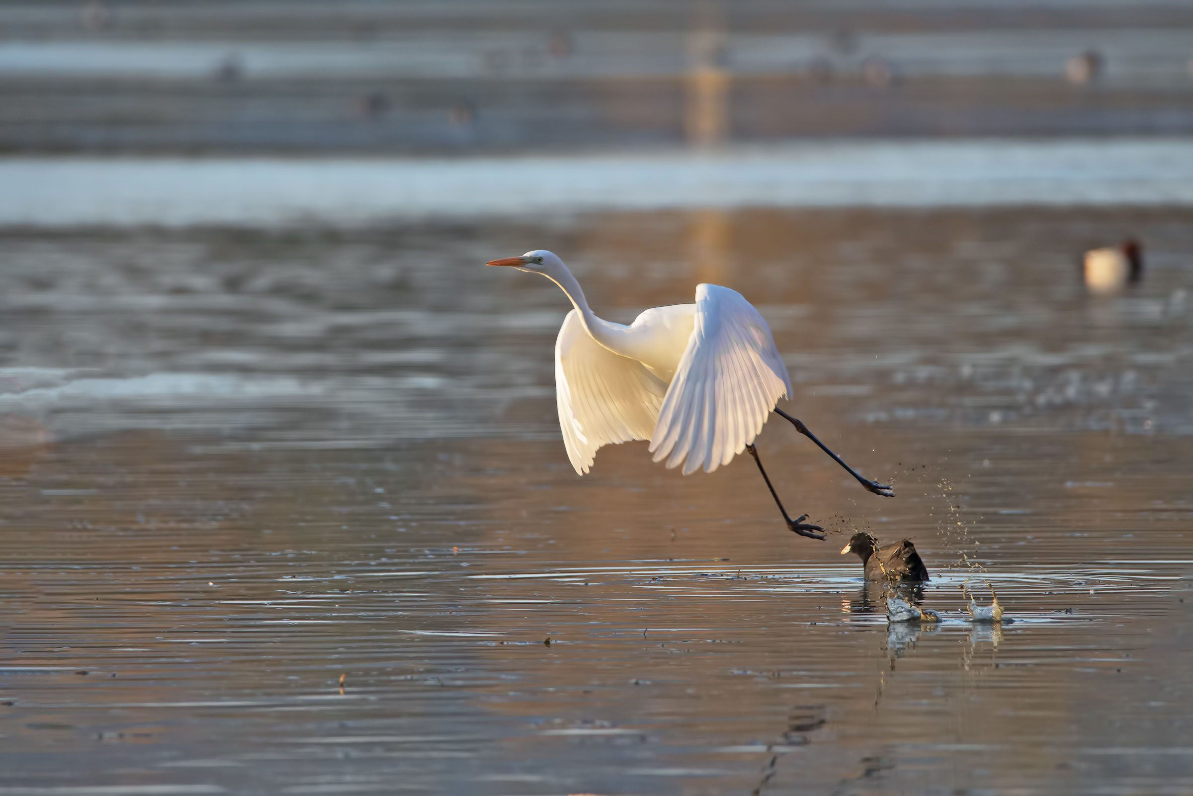 There is no respect for small:)