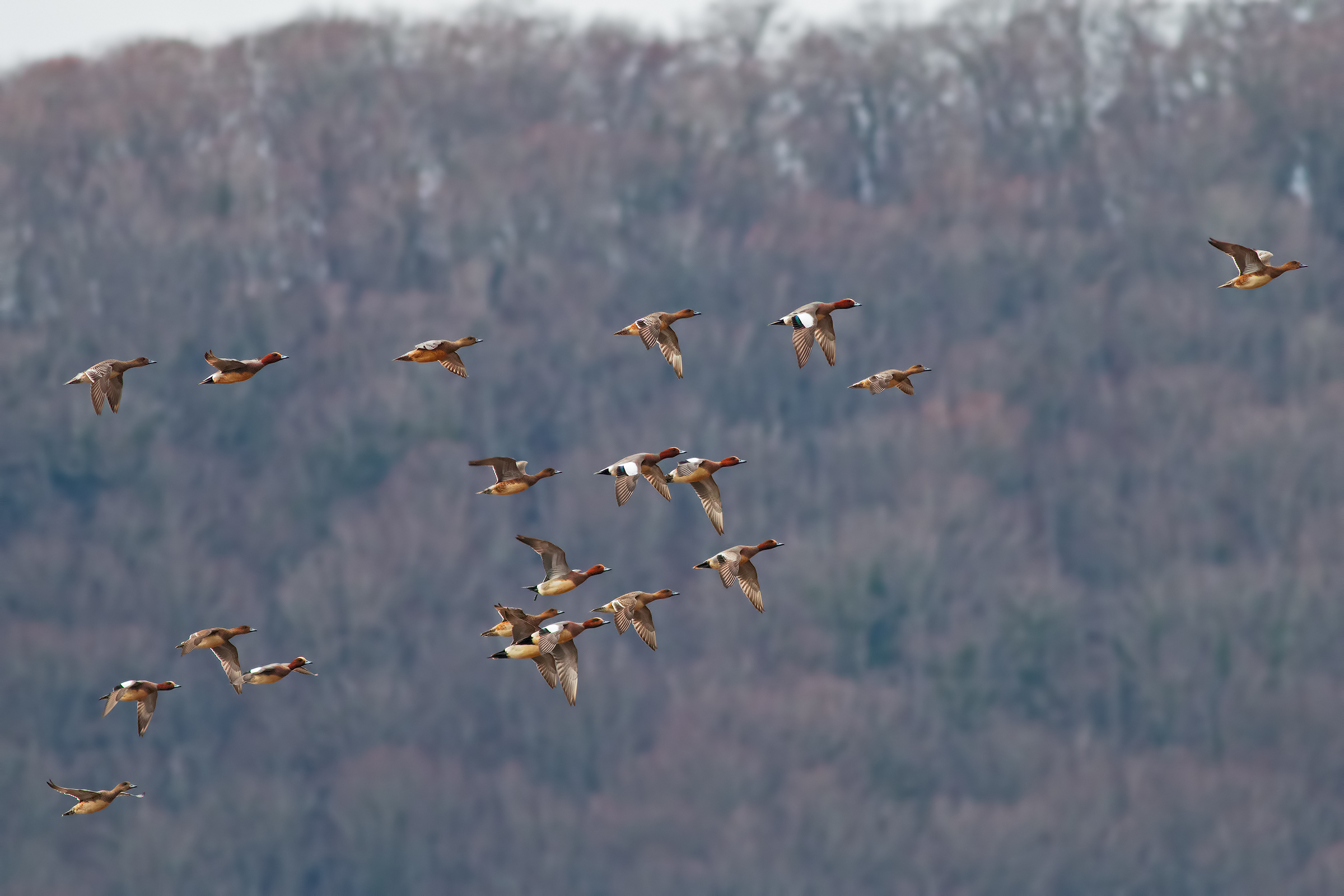 Wigeons in flight