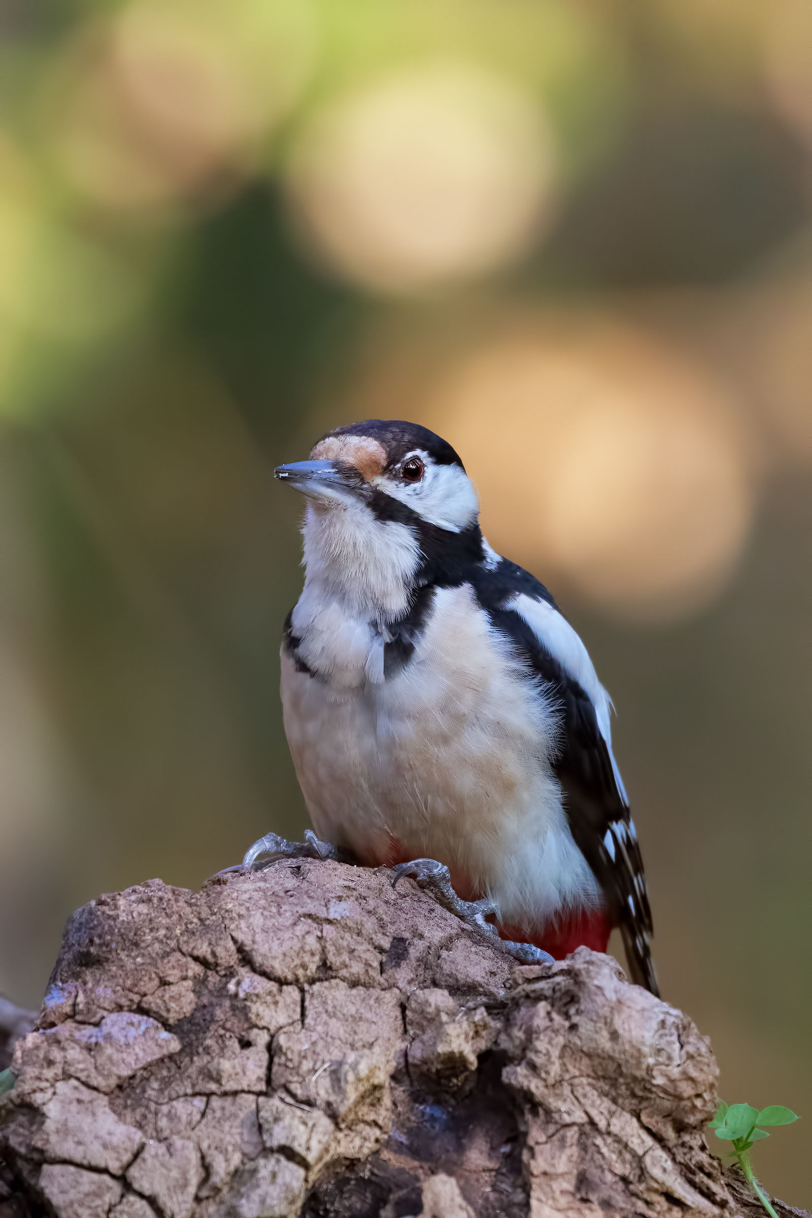 Senior Red Woodpeckers