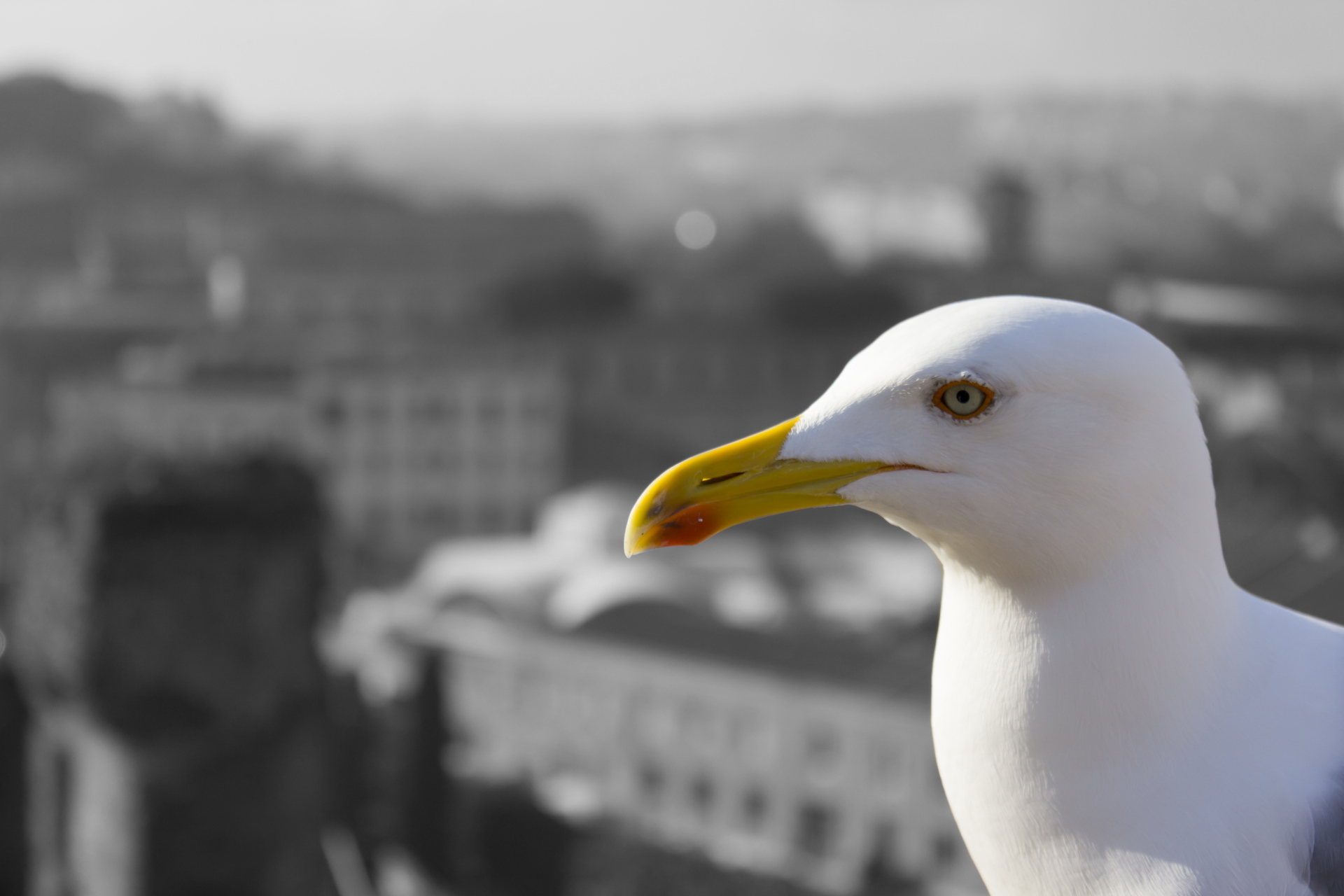 Guardando il panorama di Roma