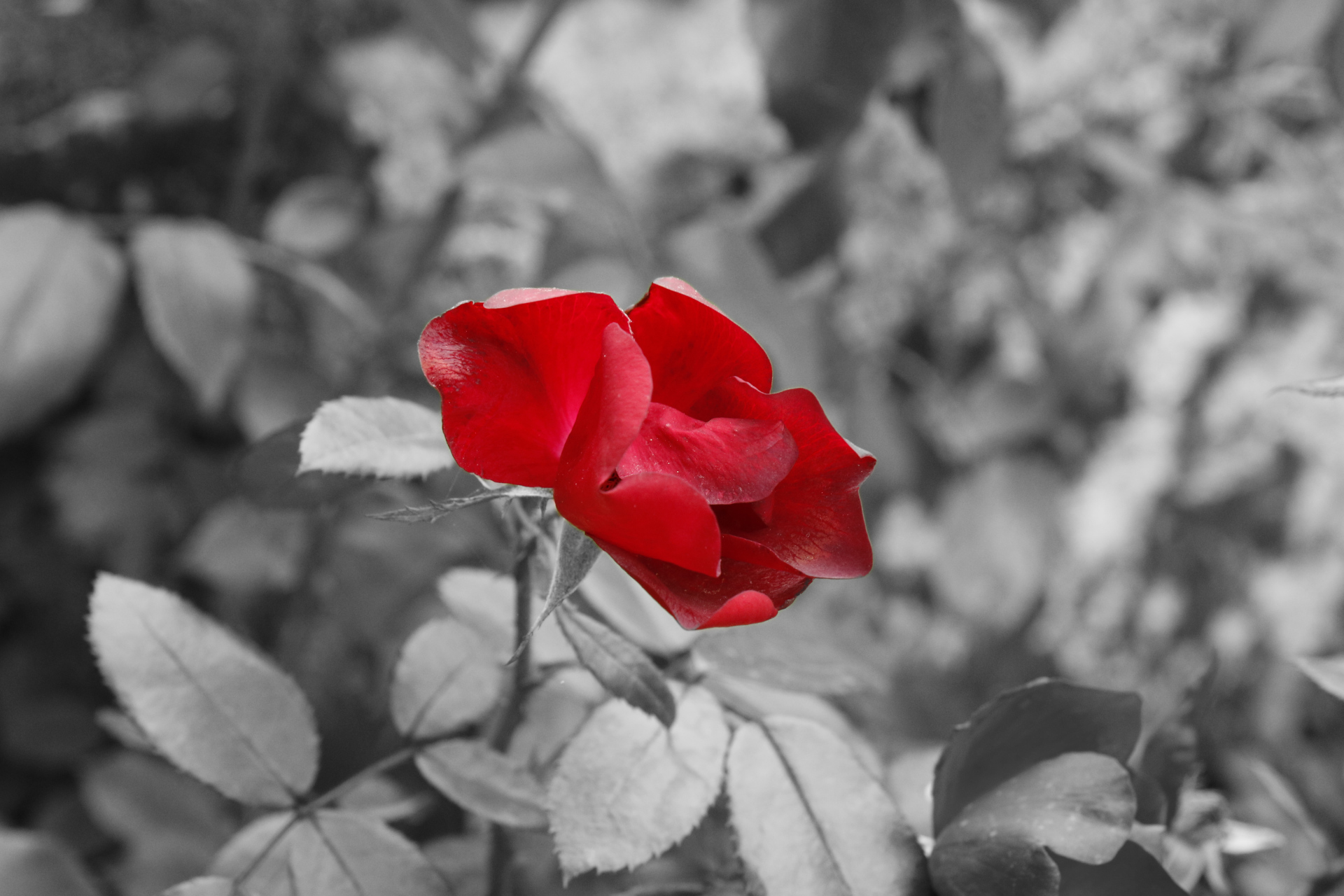 Giocando con il "Color Splash"