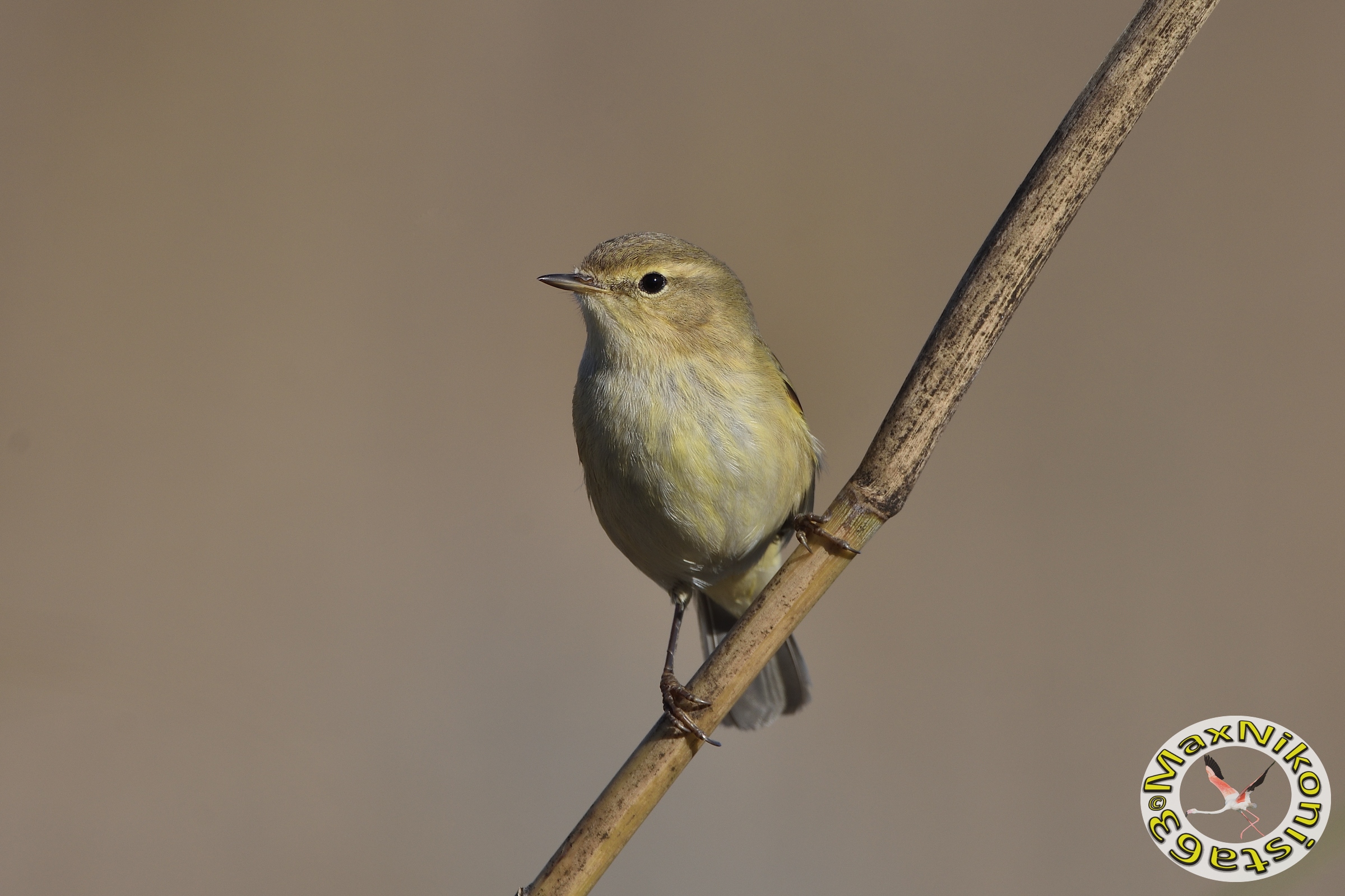 Chiffchaff