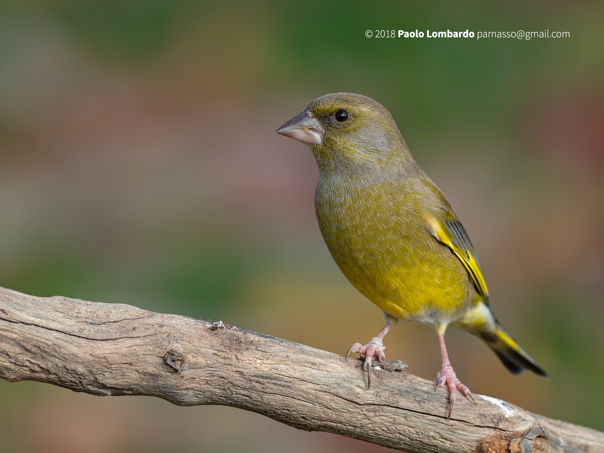 Chloris Chloris-European greenfinch-Verdone