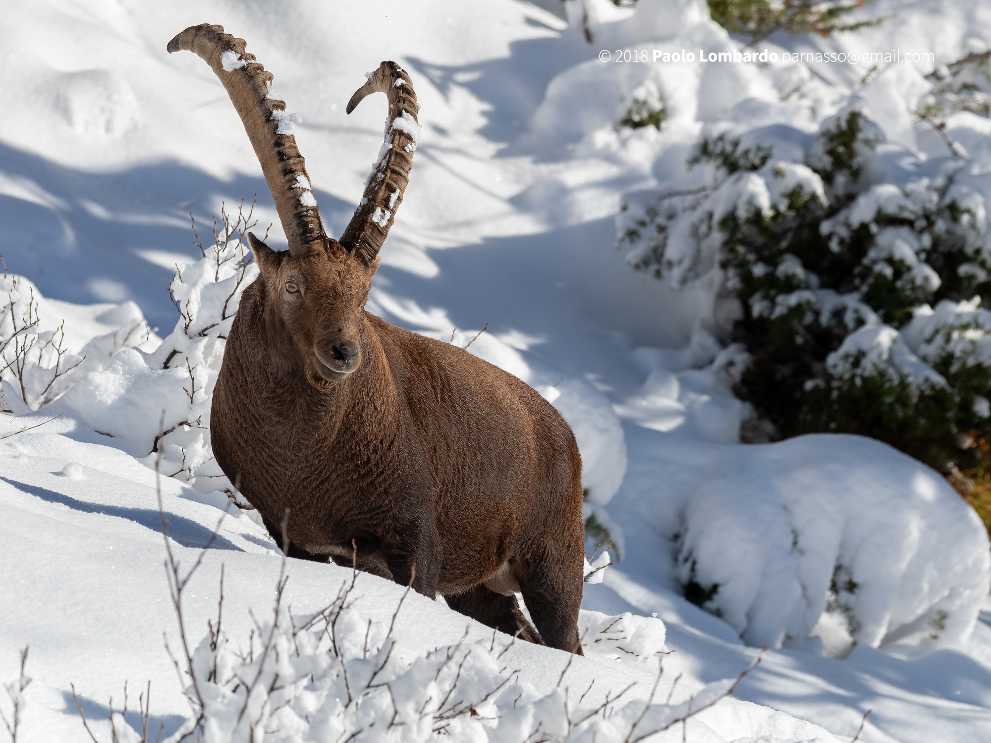 Capra ibex - Steinbock - Stambecco Capra ibex