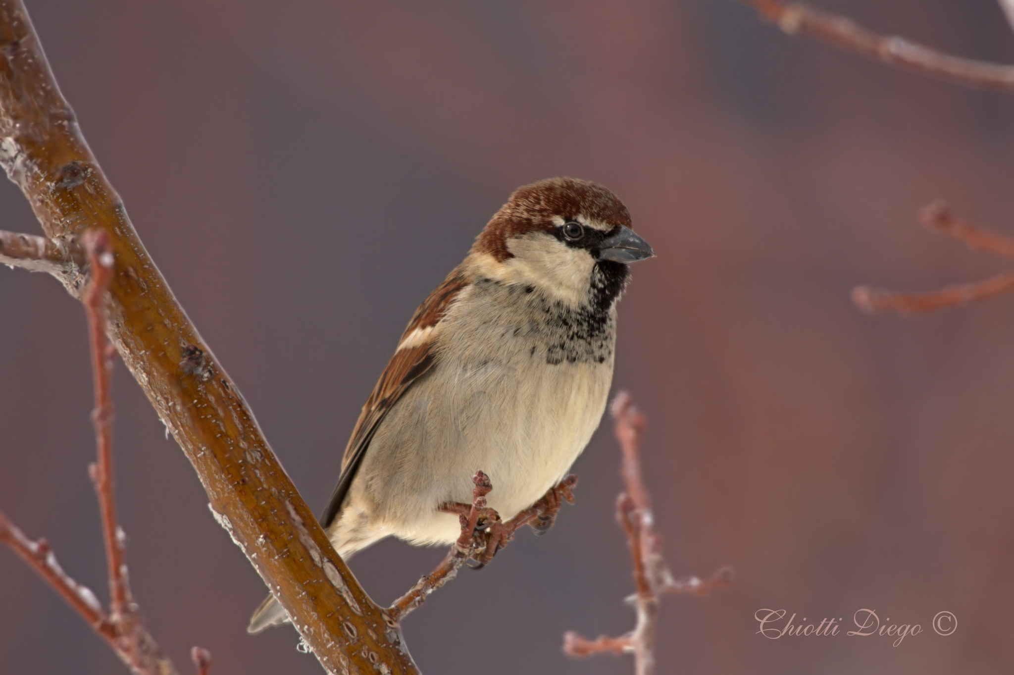 Sparrow