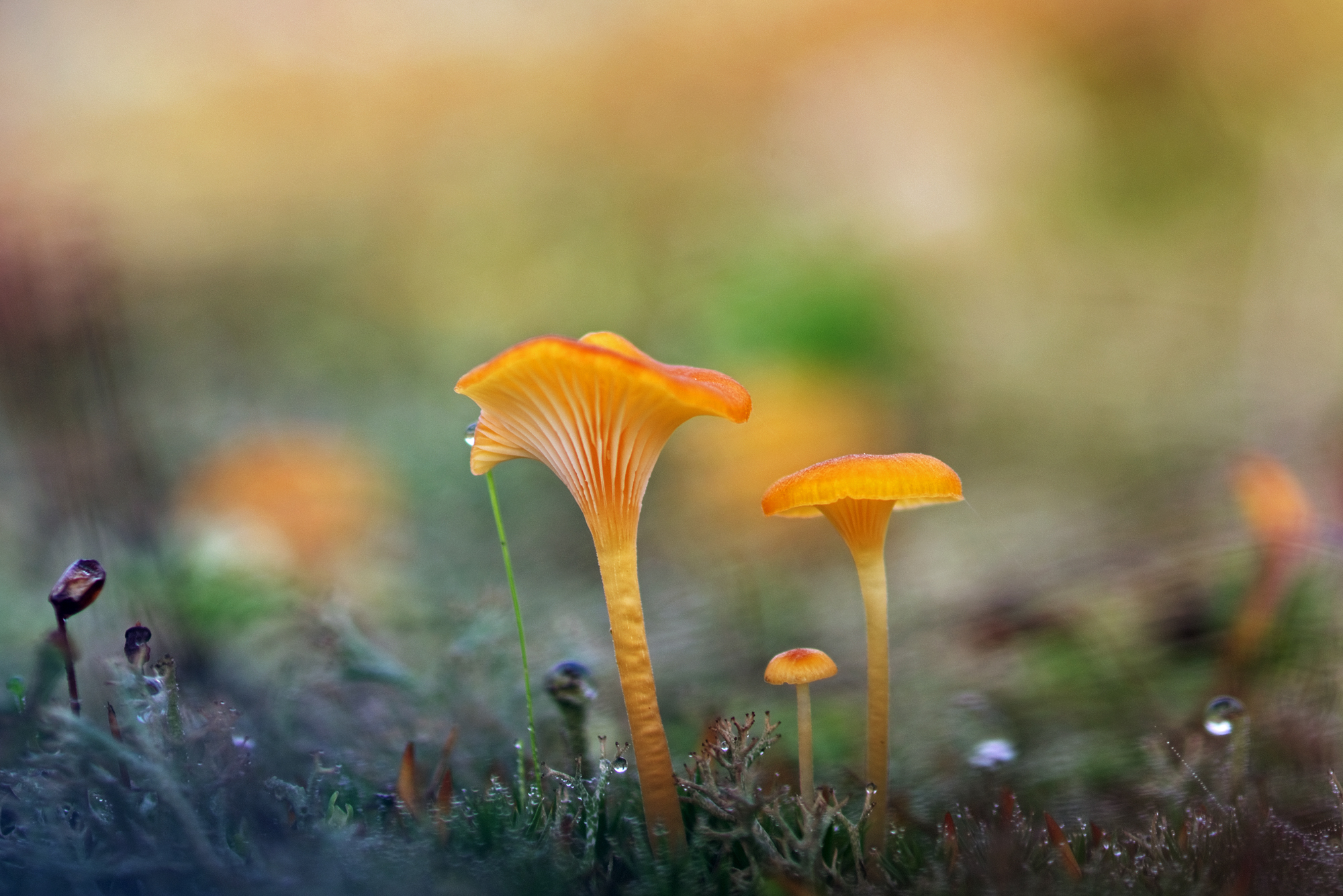 Funghetti tra l'erba