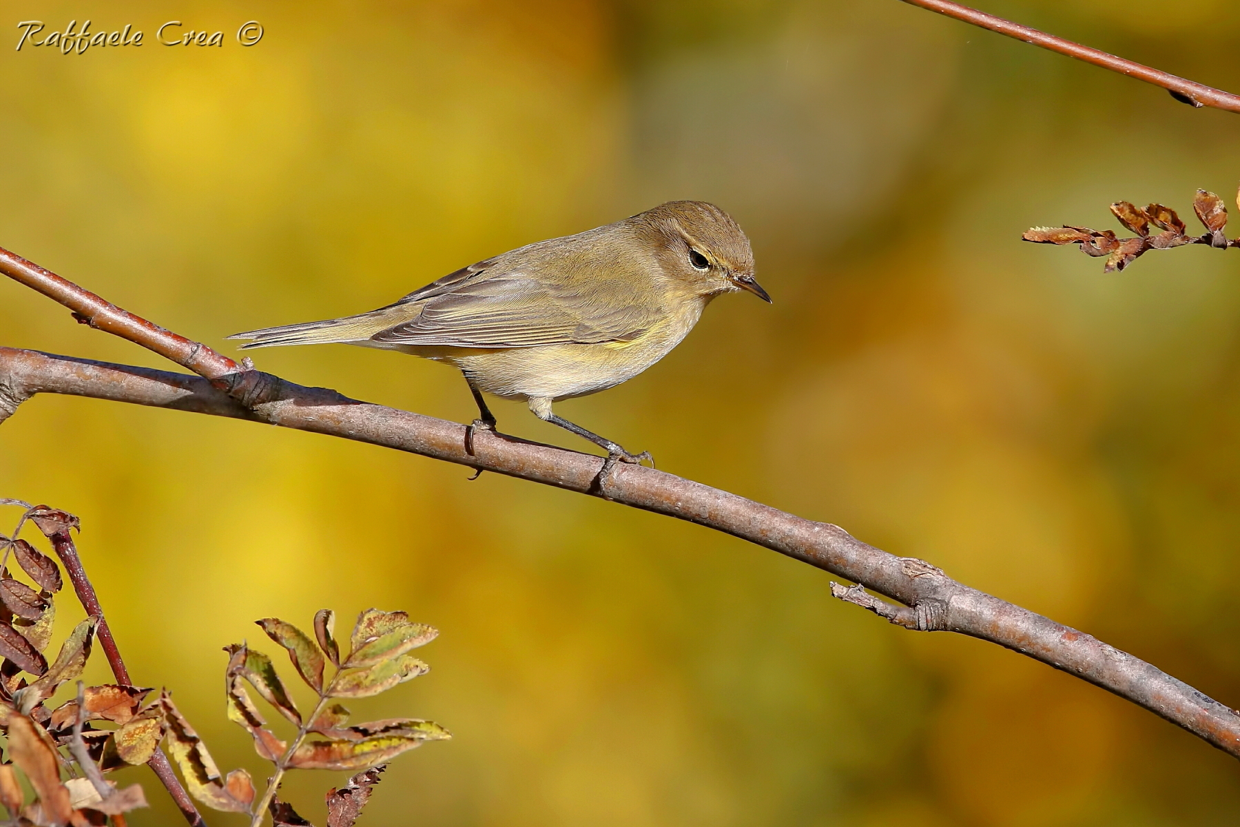 Lui' Piccolo nell'Oro