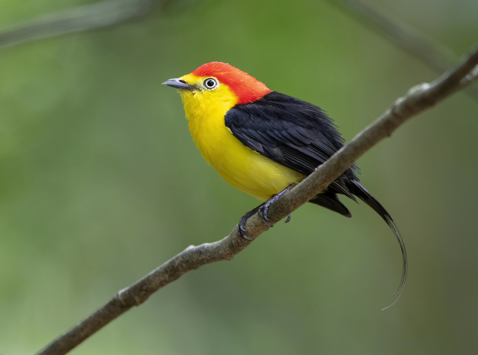 Wire-tailed Manakin