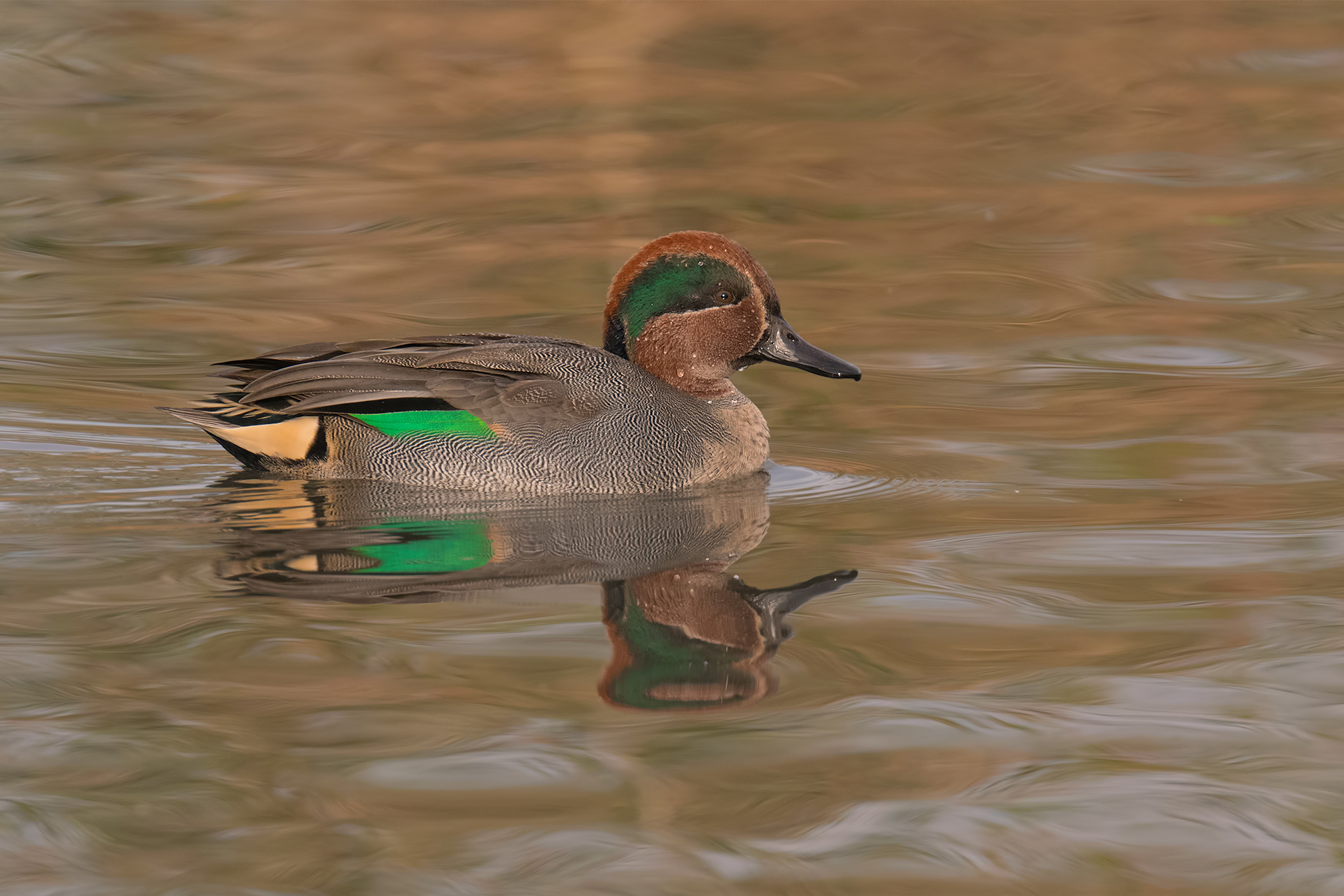 Alzavola maschio- Oasi lago di Porta