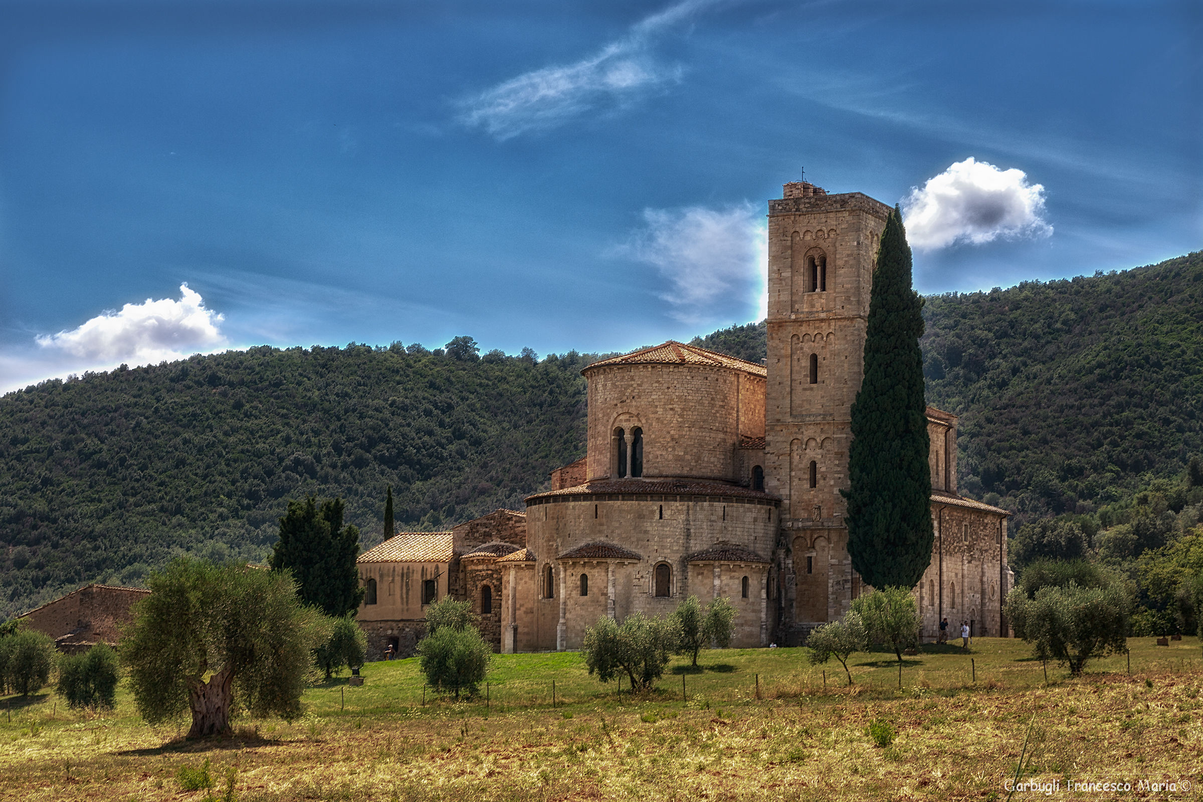 Ulivi di Sant'Antimo