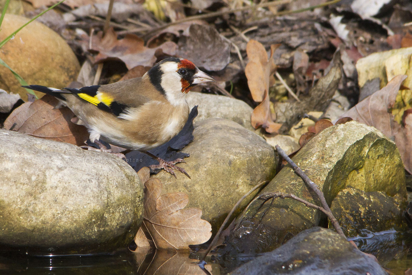 Adesso..... ho un po' di sete.