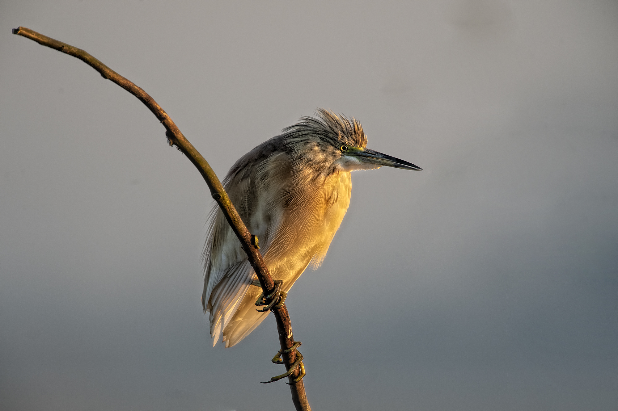 all'alba sgarza ciuffetto