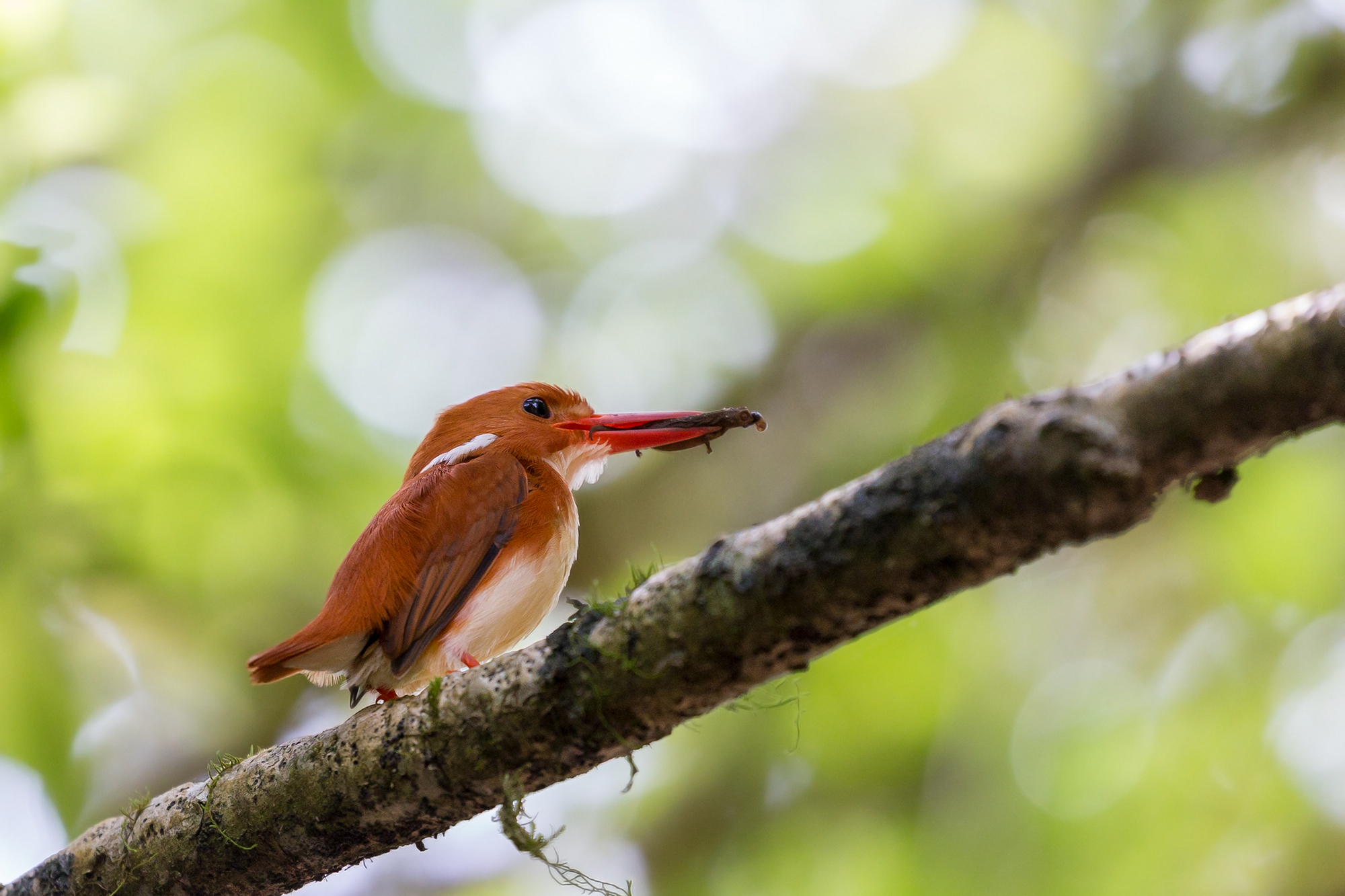 Pygmy Kingfisher with Chameleon