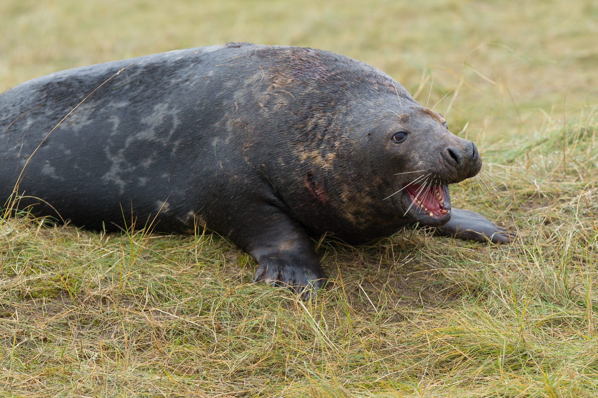 The cry of the sultan