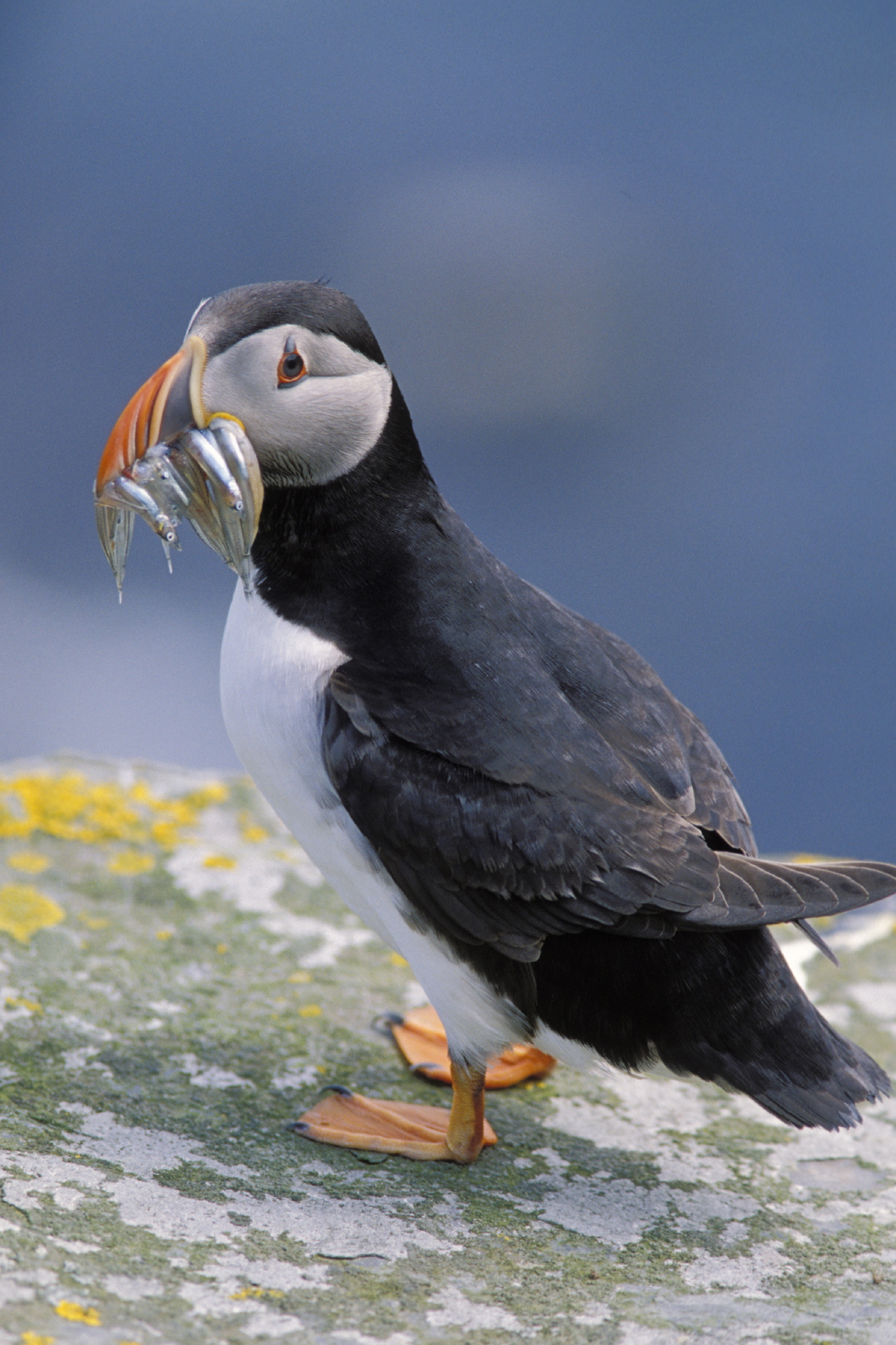 Fishing for puffins
