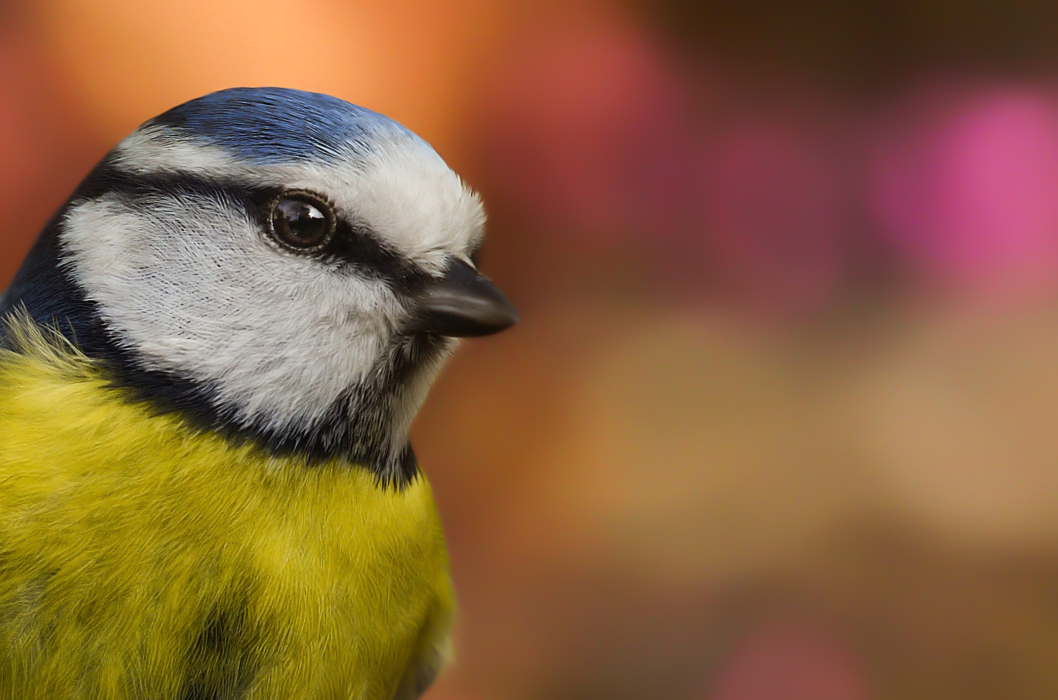 How do I put myself???