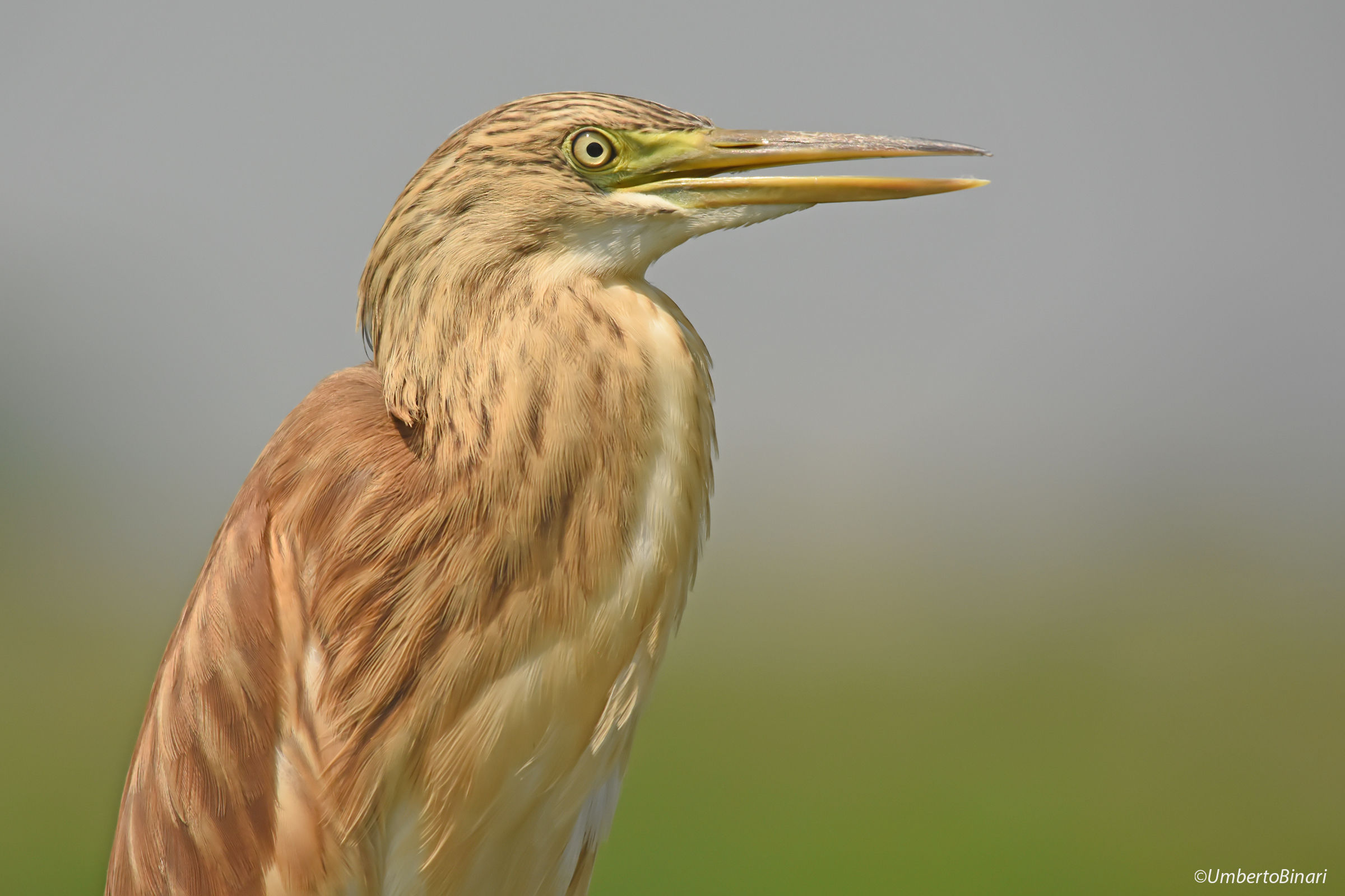 Sgarza sprig (ardeola ralloides) Heron Squacco