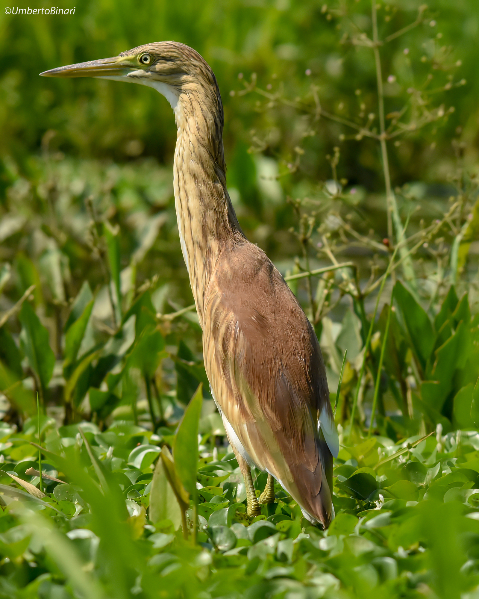 Sgarza sprig (ardeola ralloides) Heron Squacco