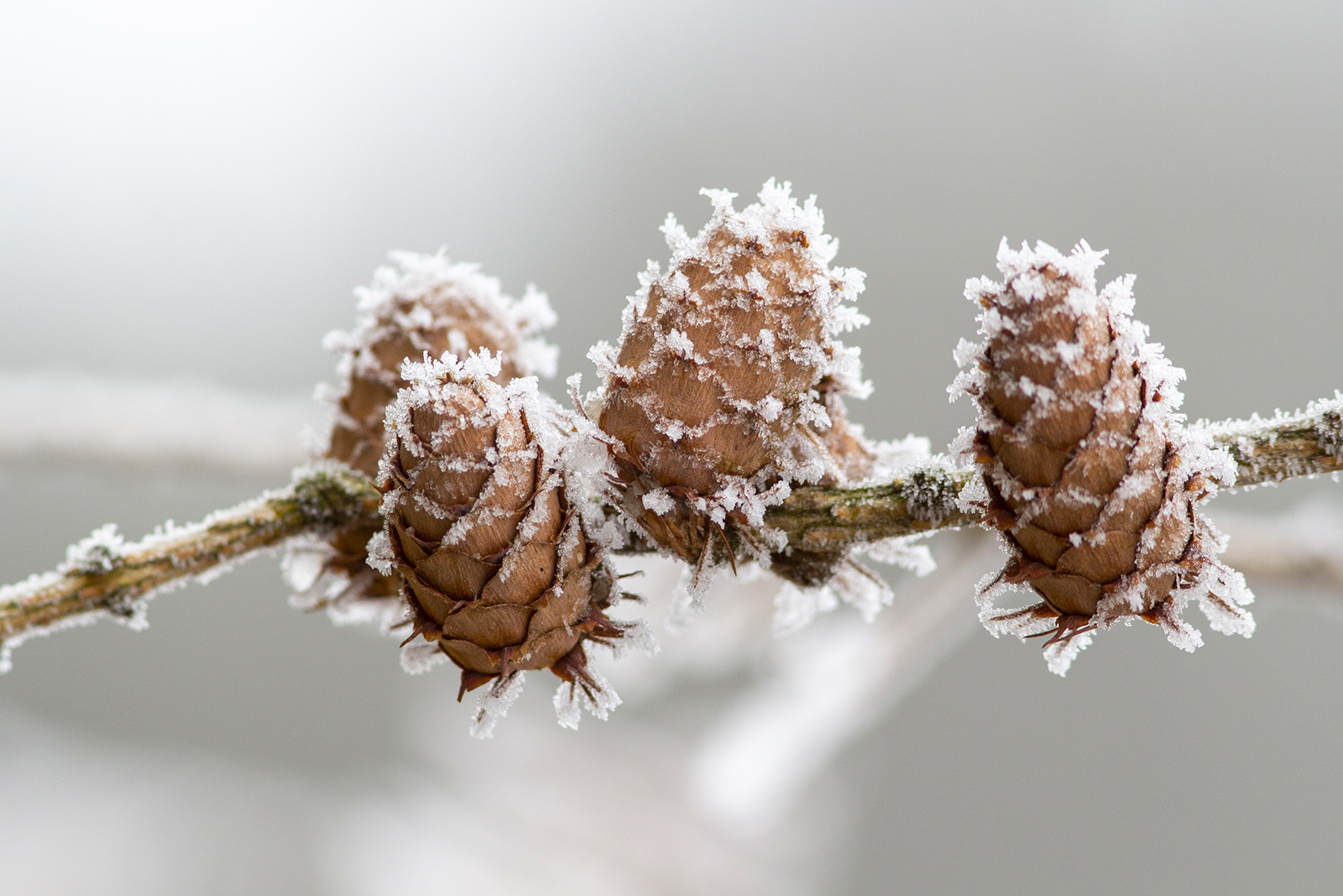 prime gelate dell'anno