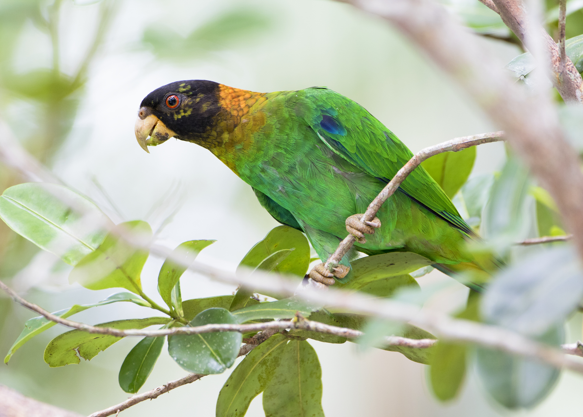 Caica Parrot (Pyrilia caica)- juvenile