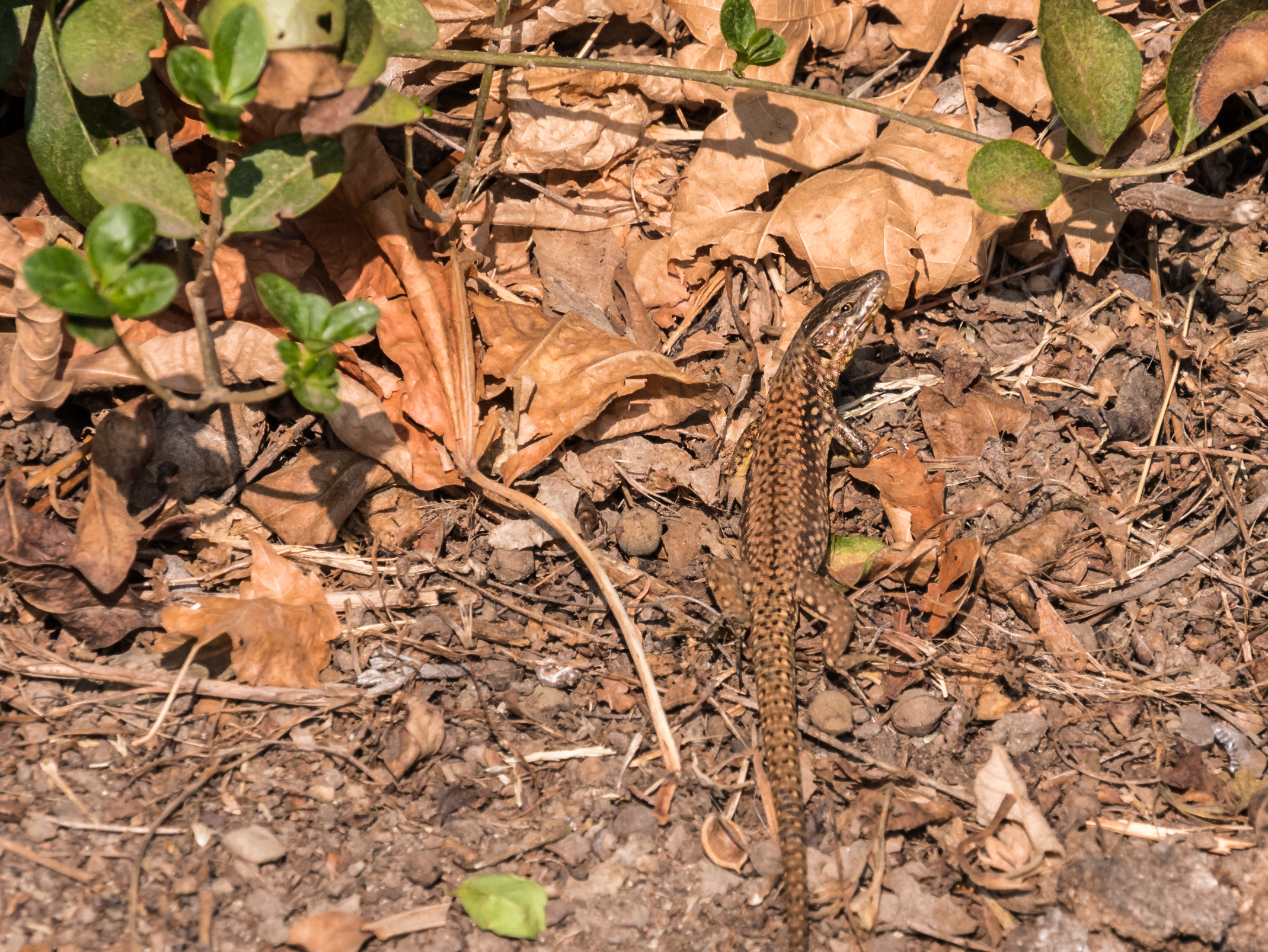 Che cavolo vuole questo!?