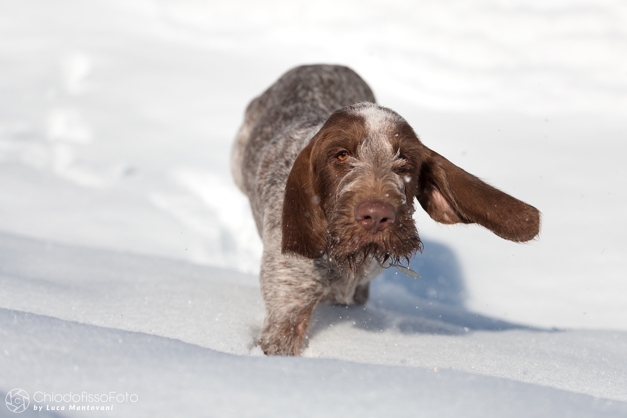 Furba, 5 mesi, e la sua prima neve