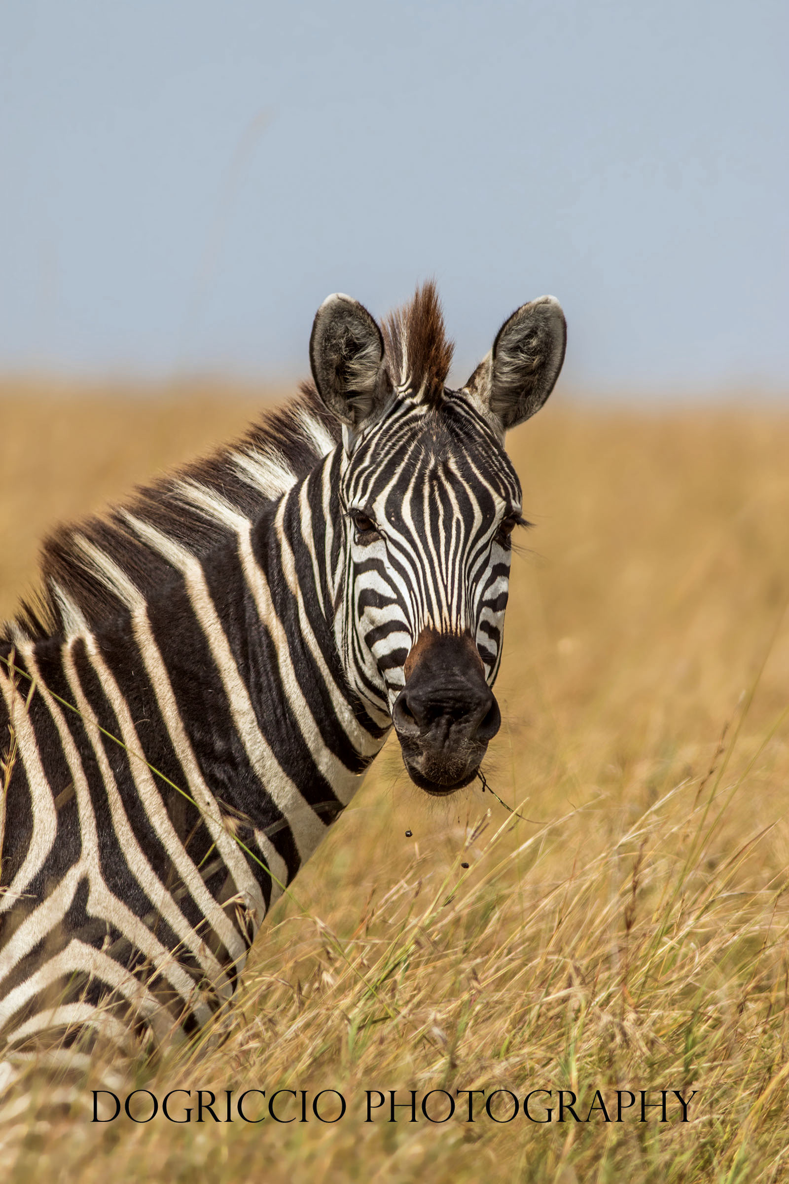 Zebra's portrait