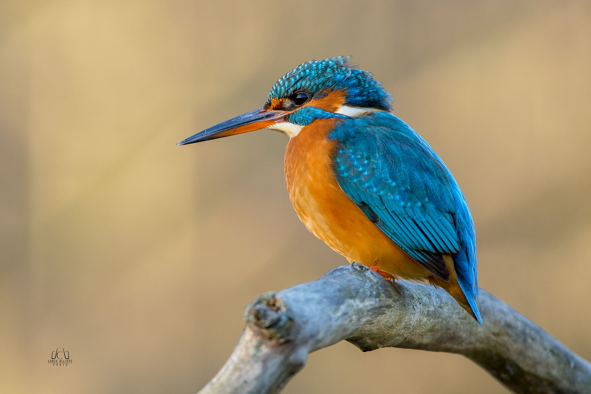 Kingfisher